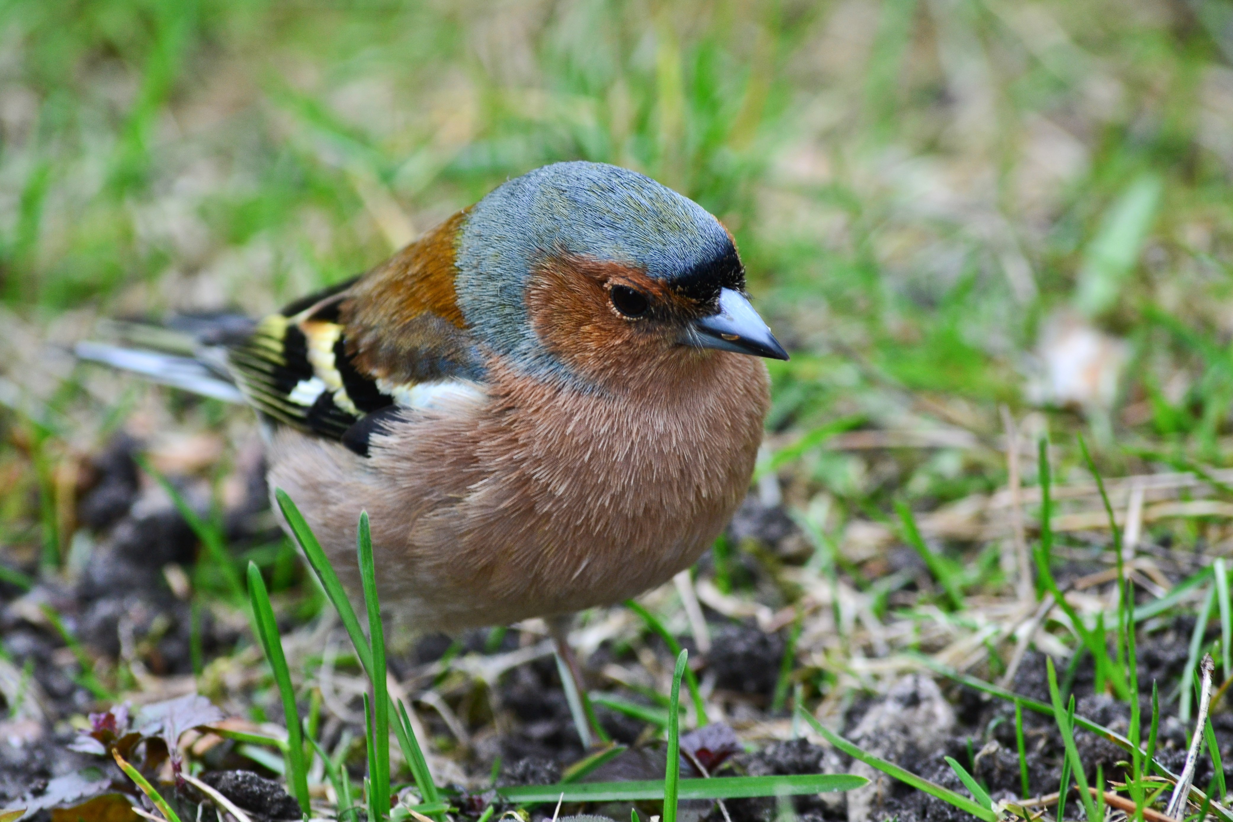Пуночка, мандаринка и чайки с кольцами: смотрим на птиц, за которыми северянка устроила фотоохоту