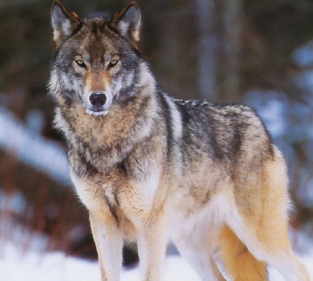 Сибирский волк - 89 фото
