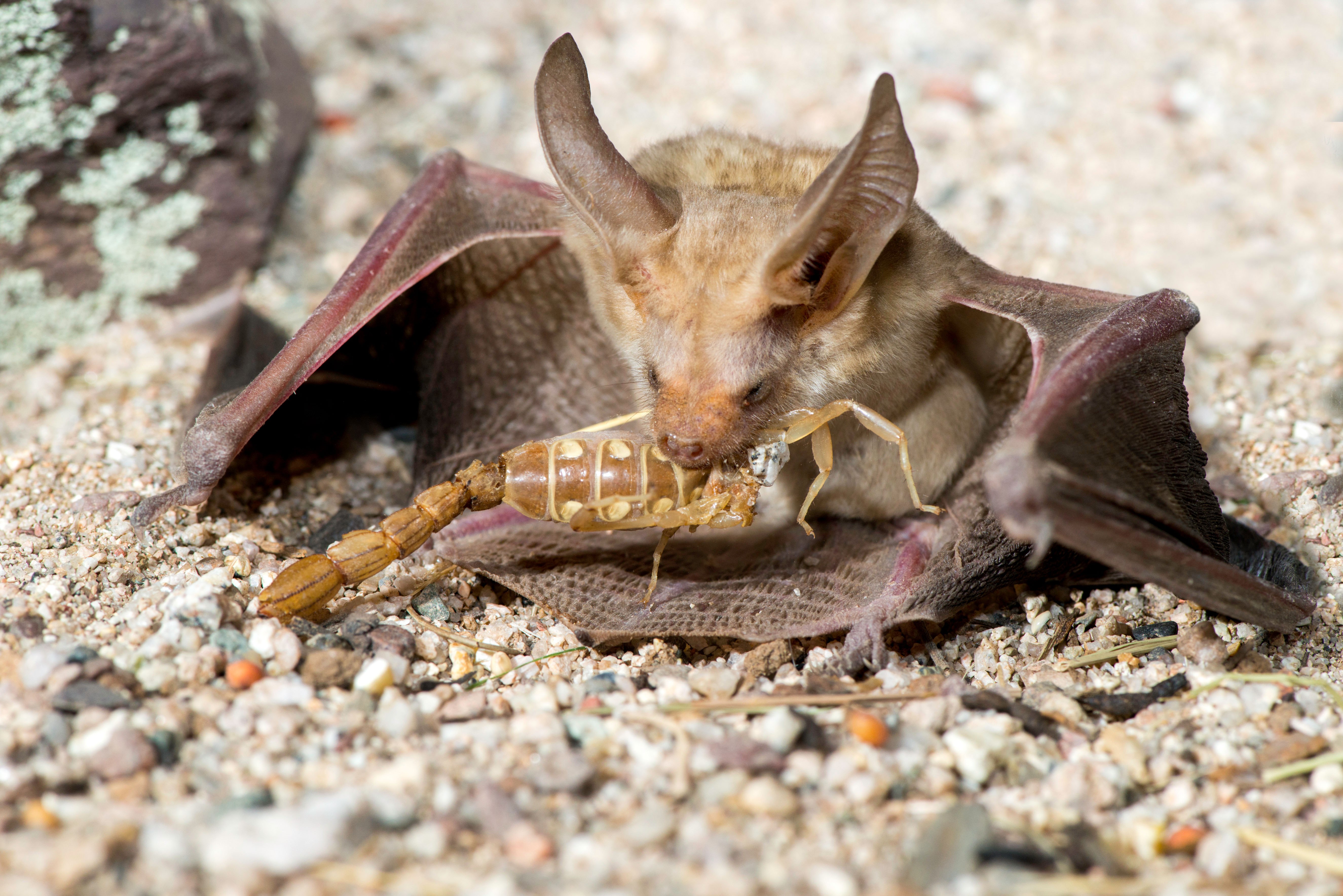 Pallid bat