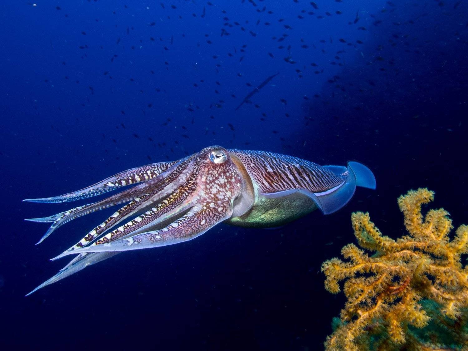 Головоногие моллюски каракатица. Панцирь морской каракатицы. Мальки каракатицы. Головоногие моллюски кальмар обыкновенный. Морское головоногое