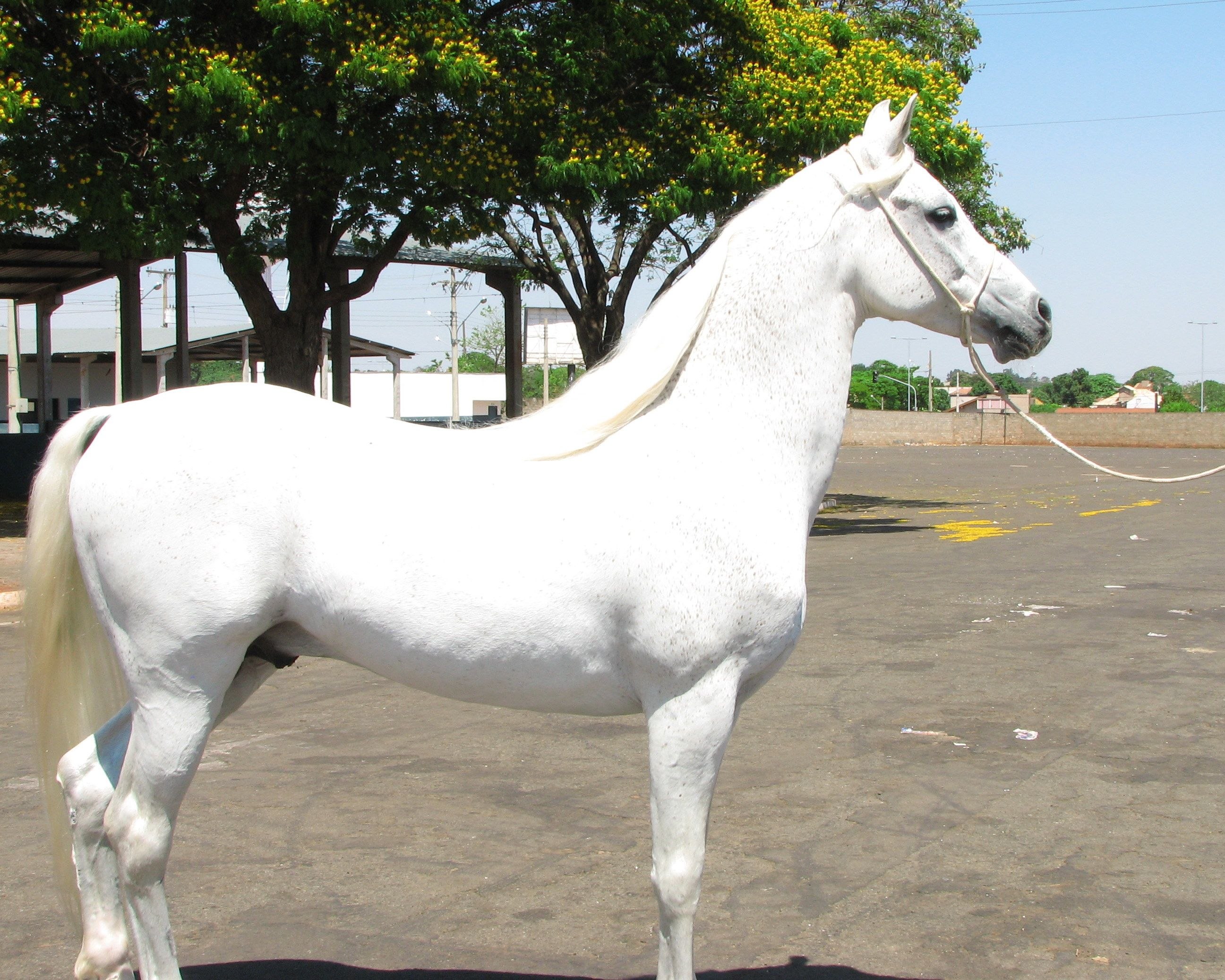 150 лошадок. Марвари белая. Арабская лошадь альбинос. Лошадь марвари белая. Марвари масти.