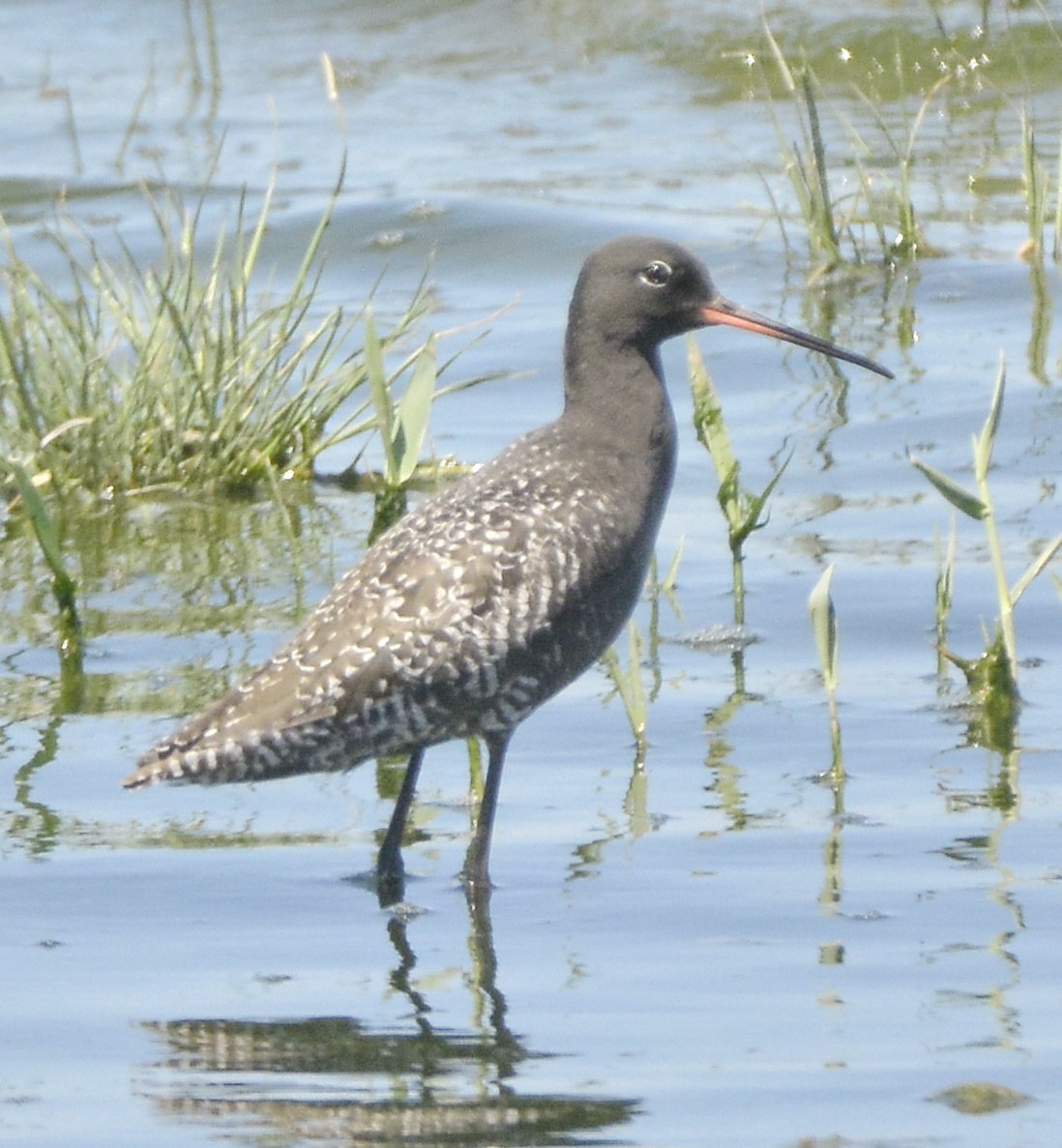 Щёголь Tringa erythropus