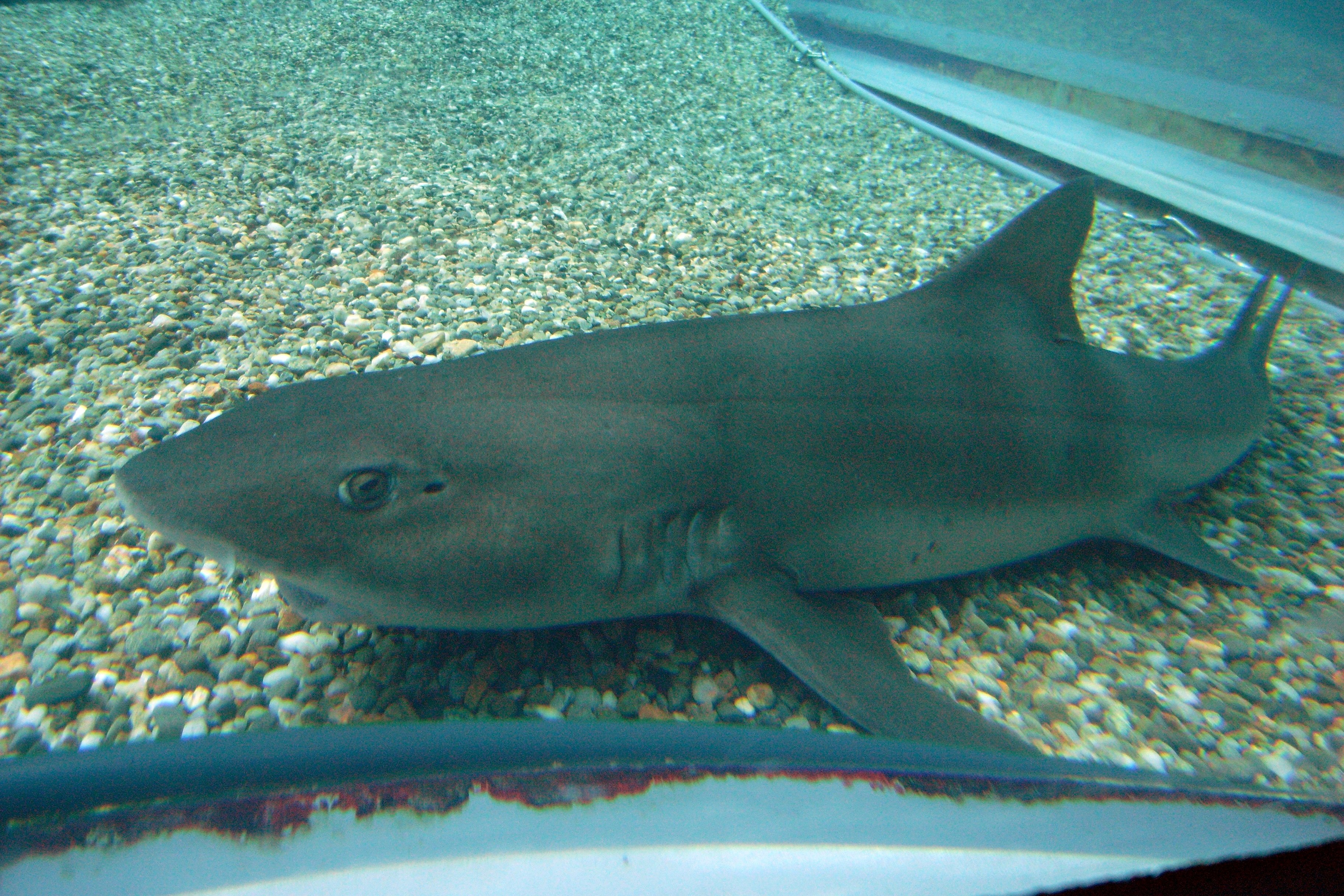 Полосатая акула