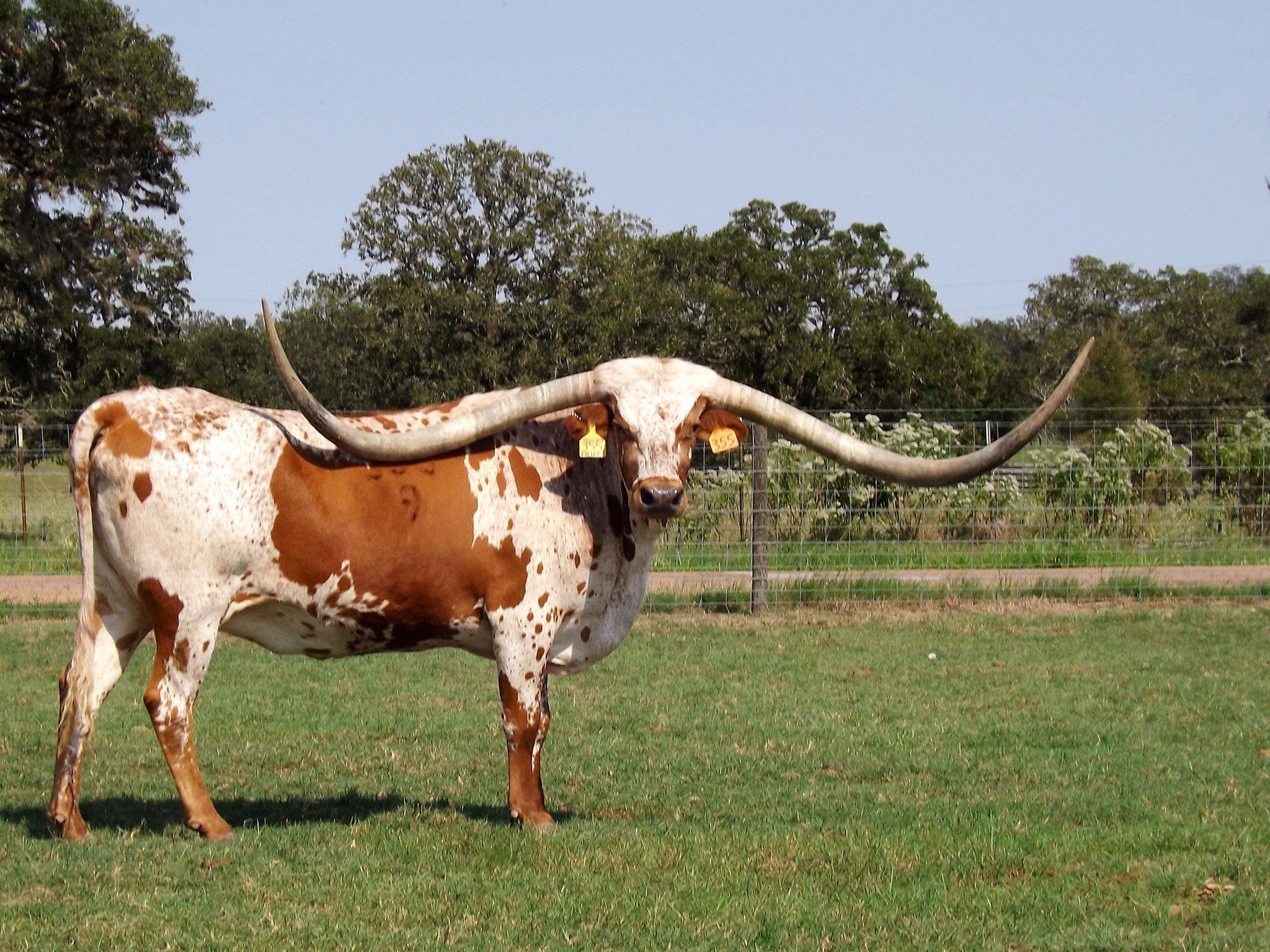 Сколько коров в мире. Техасский лонгхорн порода коров. Техасский длиннорогий бык. Техасская корова лонгхорн. Породы Техасский лонгхорн.