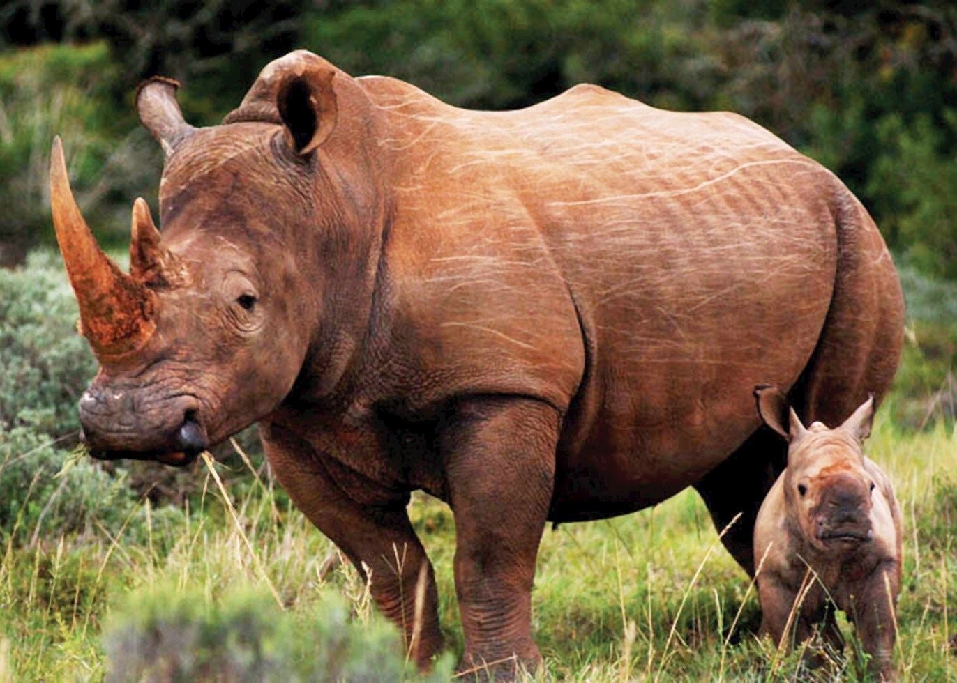 Суматранский носорог в зоопарке