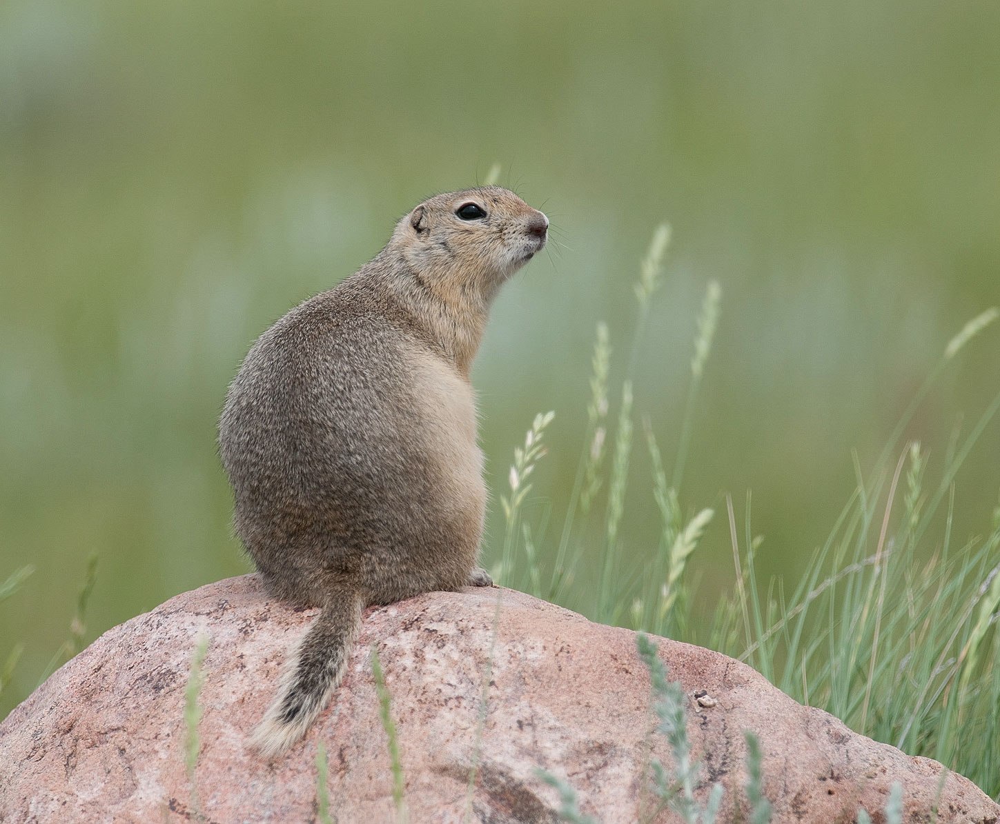 Фото суслика. Суслик Ричардсона (Spermophilus richardsonii). Тонкопалый суслик. Суслик Степной. Большой суслик (Spermophilus Major).