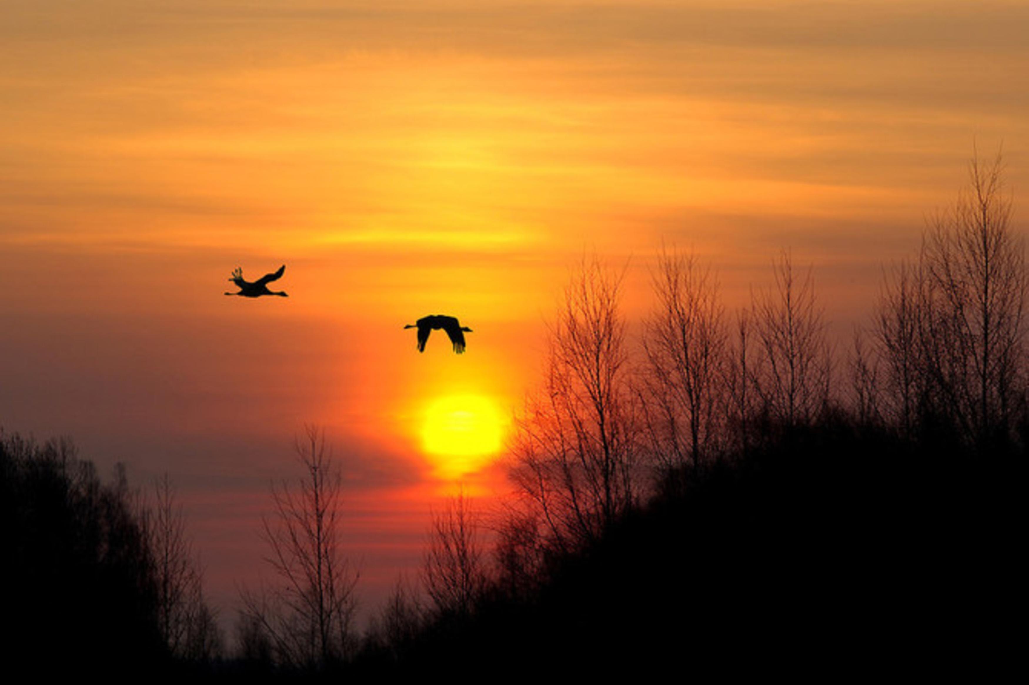 Журавли летят над полем. Птицы улетают. Птицы на рассвете. Птицы на закате. Журавль в небе.