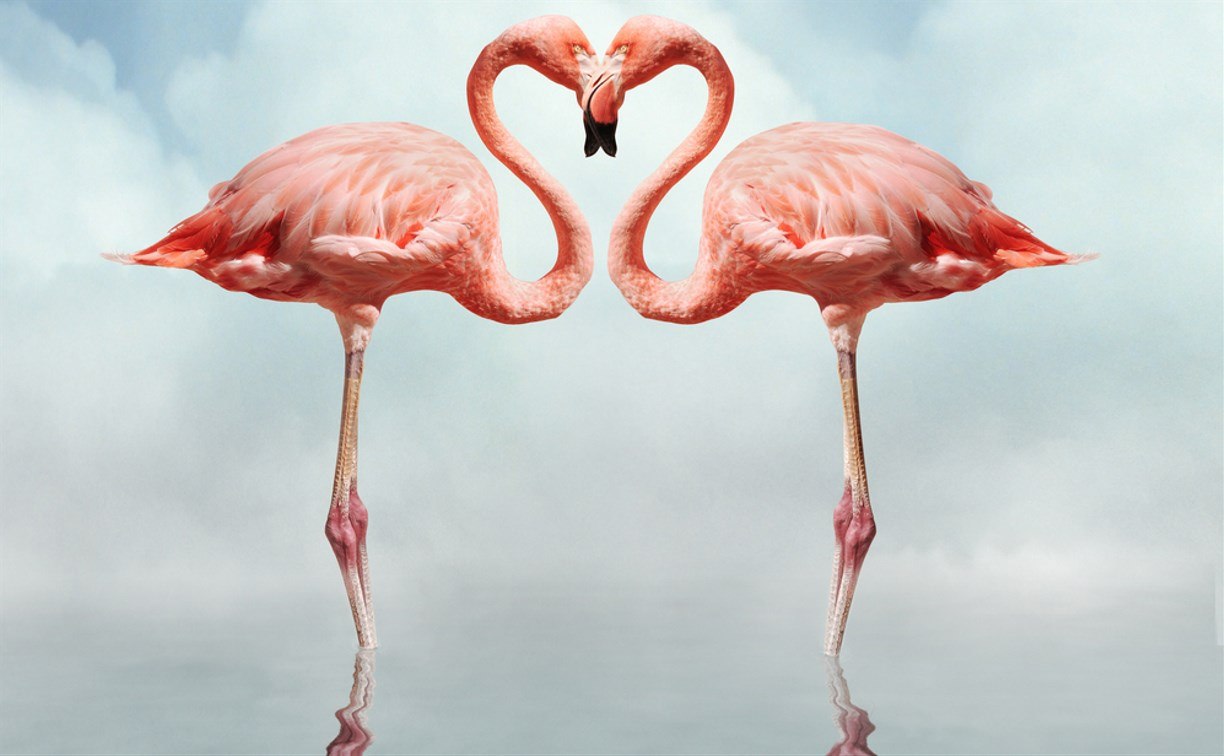 Фламинго танцует. Танец Фламинго. Влюбленные Фламинго. Фламинго танец в Испании. Родина танца Фламинго.