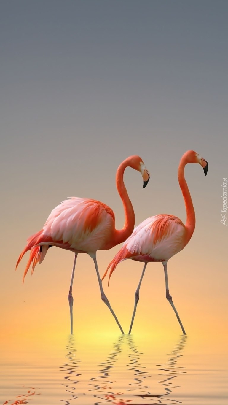 Розовый Фламинго пара