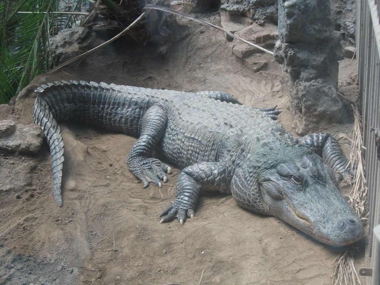 Звук аллигатора. Alligator sinensis. Янцзыский Аллигатор. Китайский крокодил. Вымершие крокодилы.