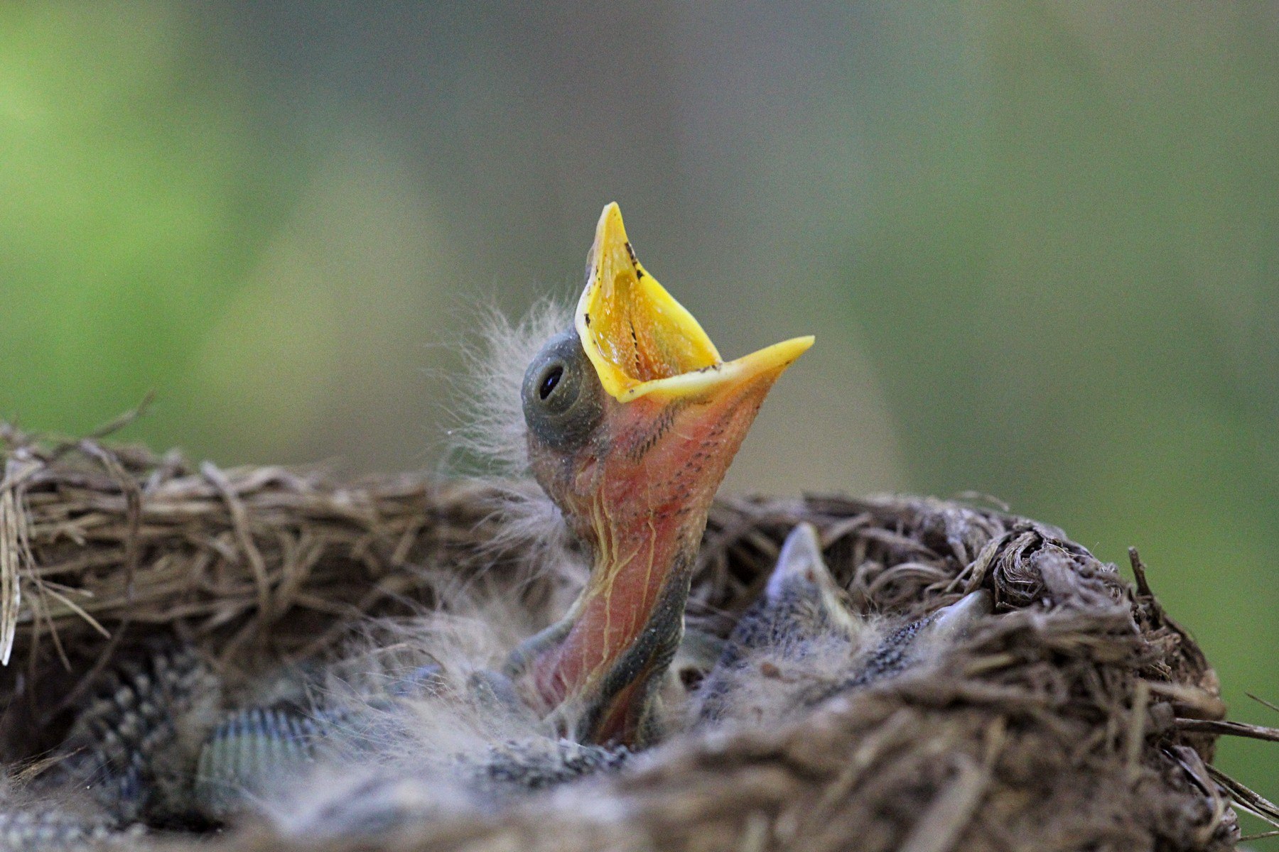 фото детенышей птиц