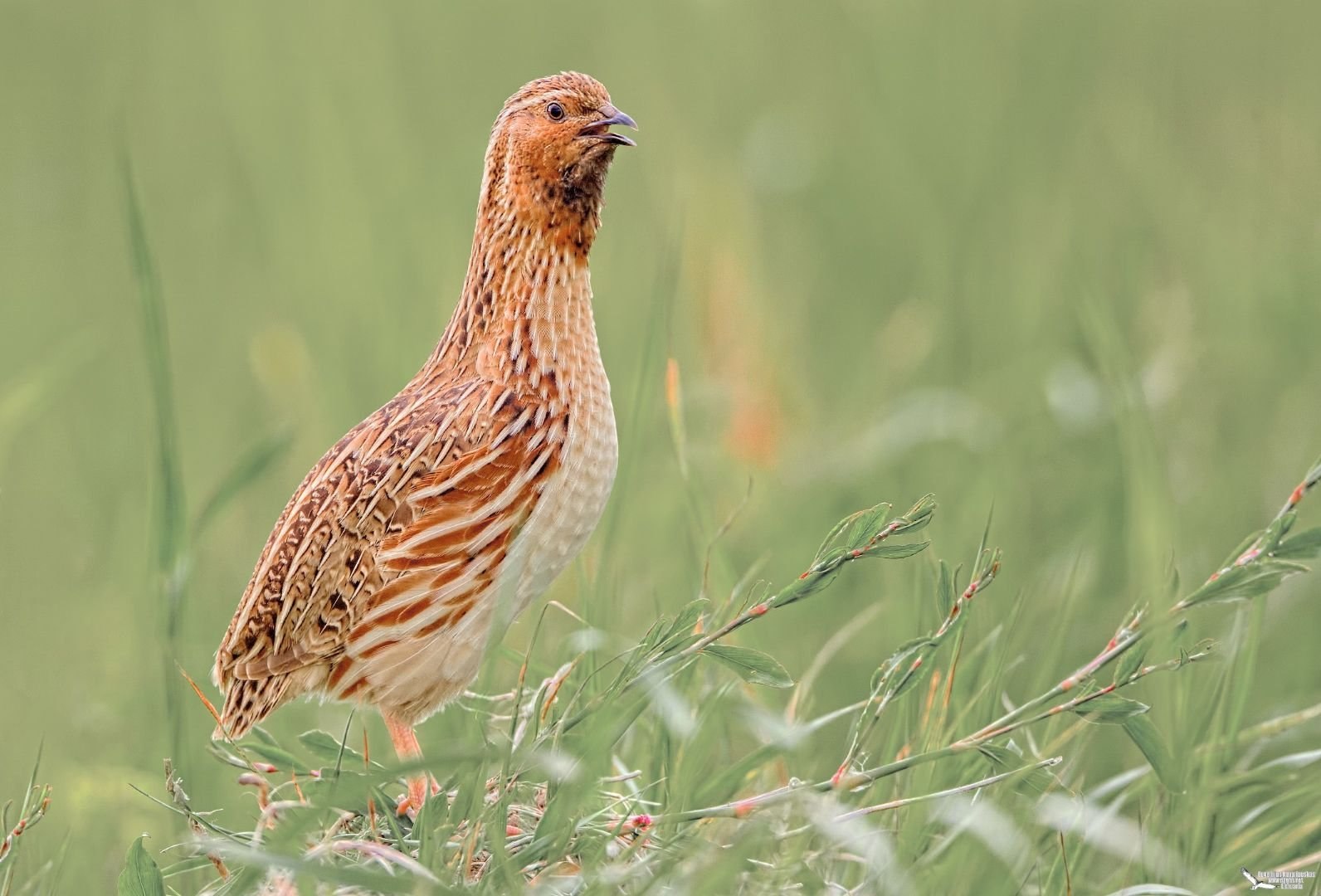 Перепелка фото птица. Перепел Coturnix Coturnix. Перепел обыкновенный Coturnix Coturnix. Перепелка Степная. Перепел Луговой.