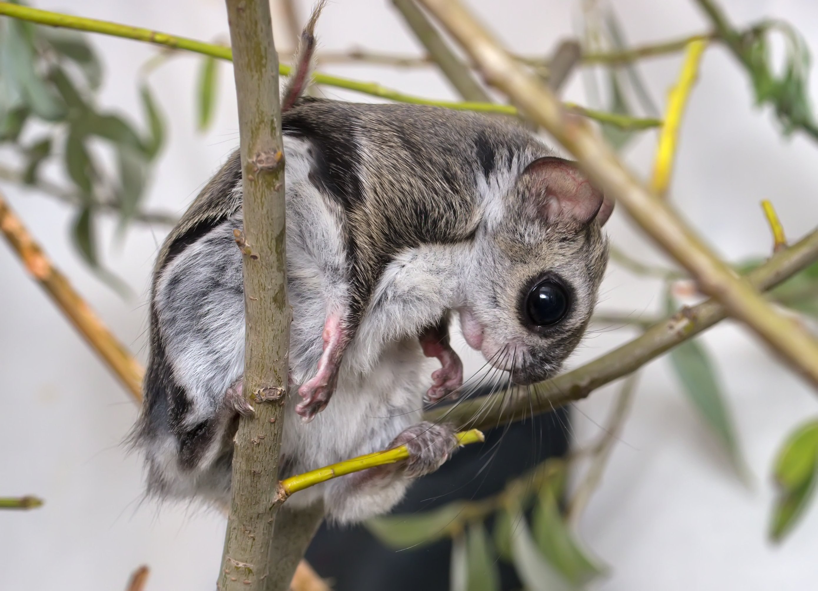 Летяга. Pteromys volans. Летяга (Pteromys volans). Соня летяга. Летучая белка (Pteromys volans).