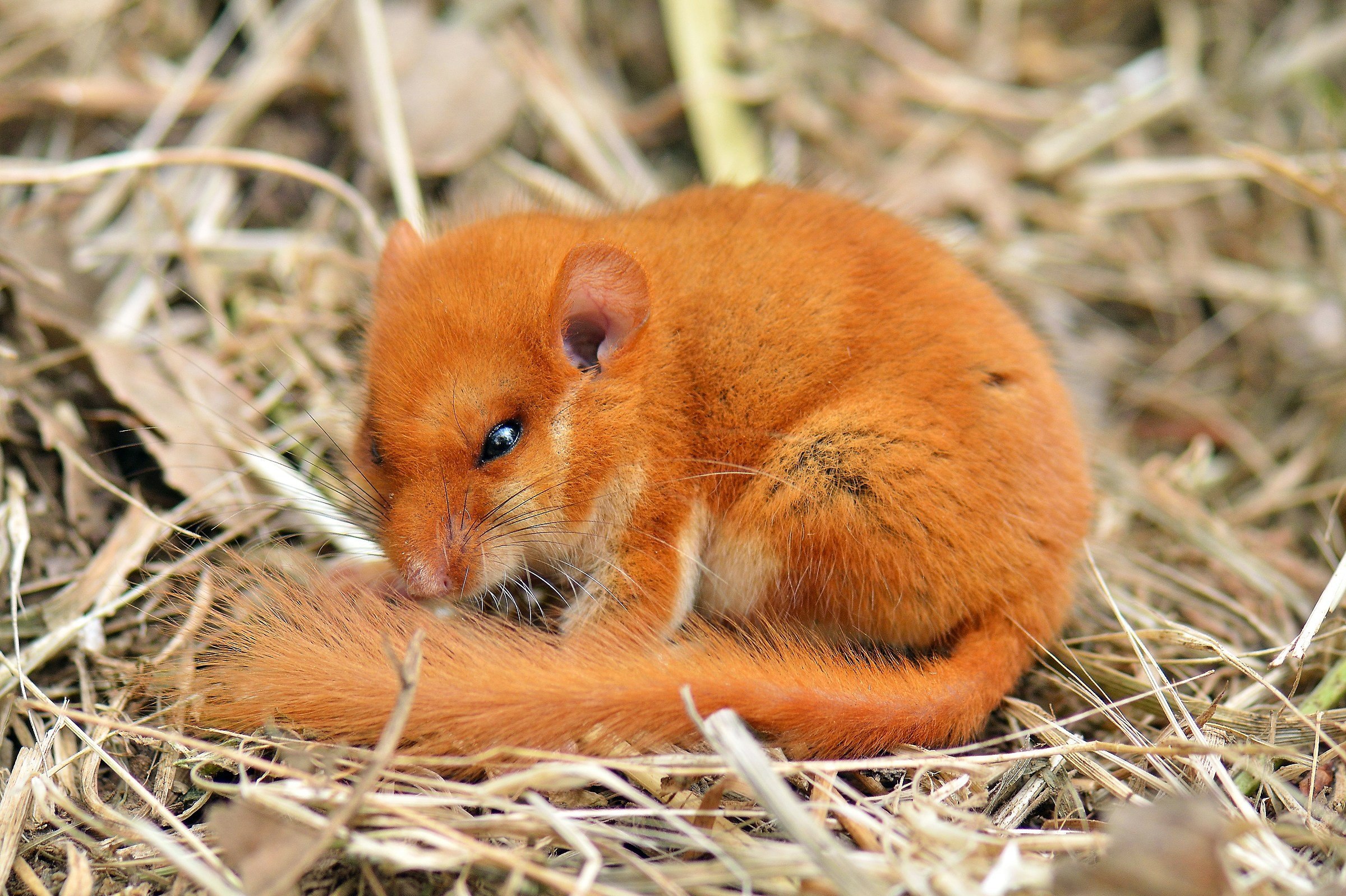 Рыжая мышь с полоской - картинки и фото poknok.art