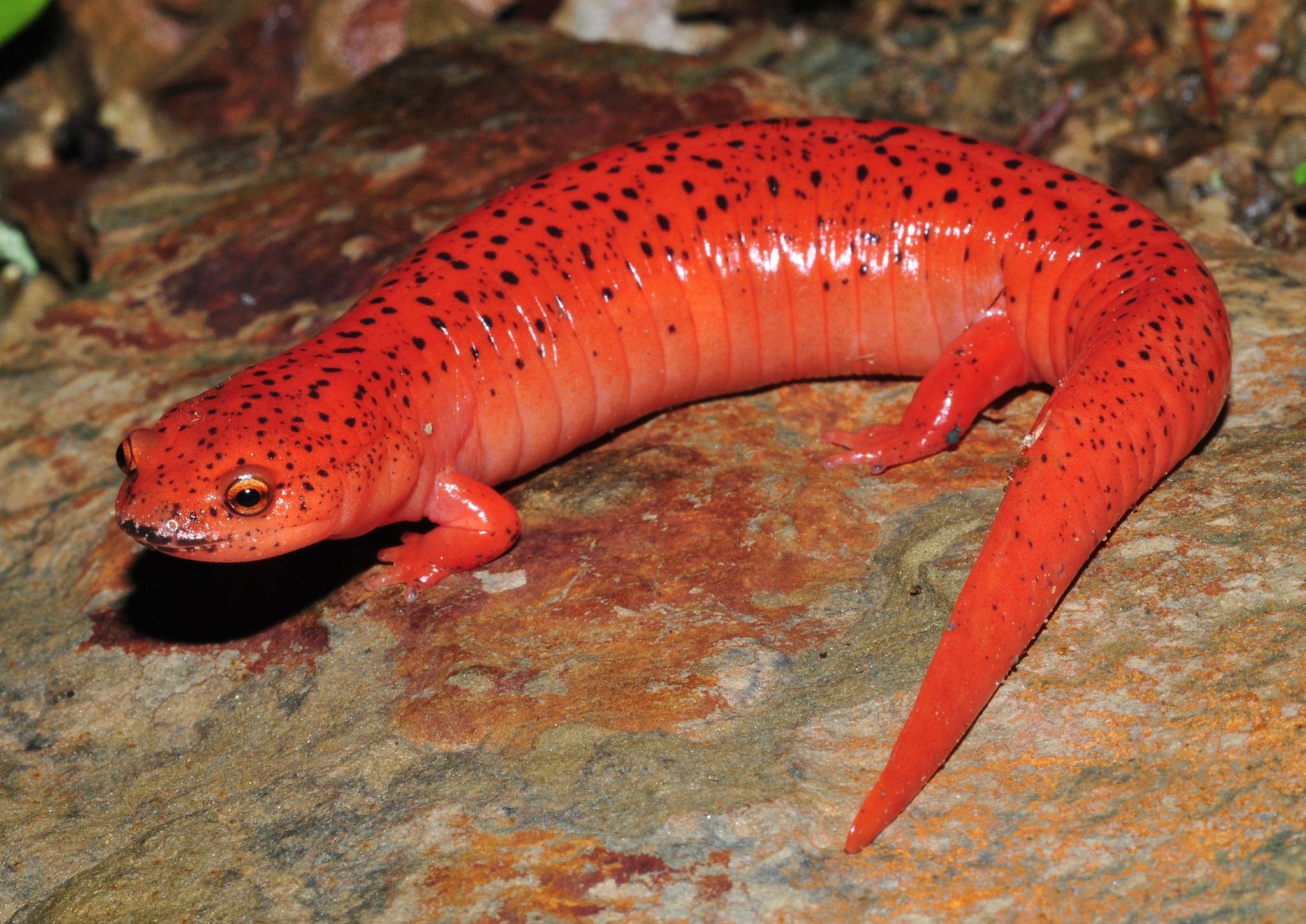 Хвостатые рептилии. Тритон Огненная саламандра. Огненная саламандра красная. Земноводные саламандра. Хвостатые земноводные саламандра.