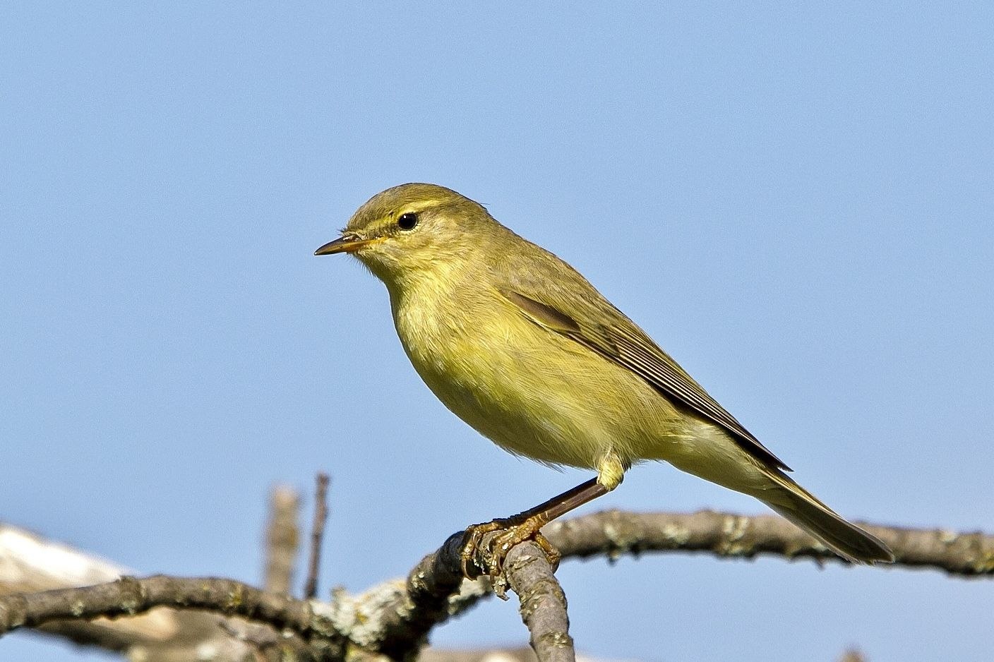 Пеночка. Пеночка-весничка. Пеночка-весничка (Phylloscopus trochilus). Пеночка весничка самка. Пеночка-теньковка самец.