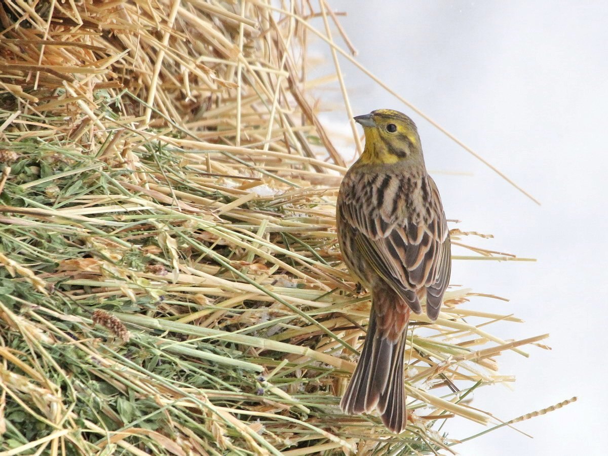 Овсянка птица. Овсянка обыкновенная птица. Emberiza citrinella. Овсянка Полевая. Обыкновенная овсянка самка.