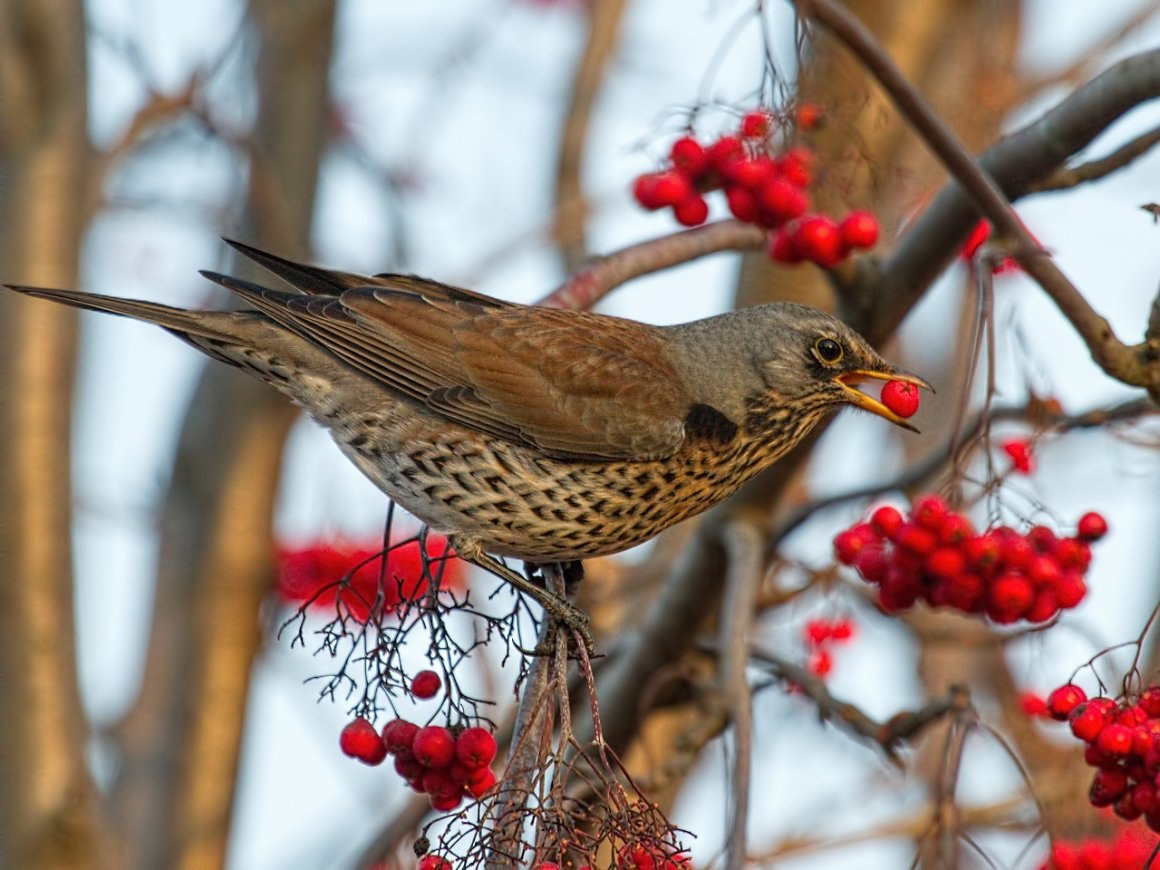 Птицы которые едят рябину зимой - картинки и фото poknok.art