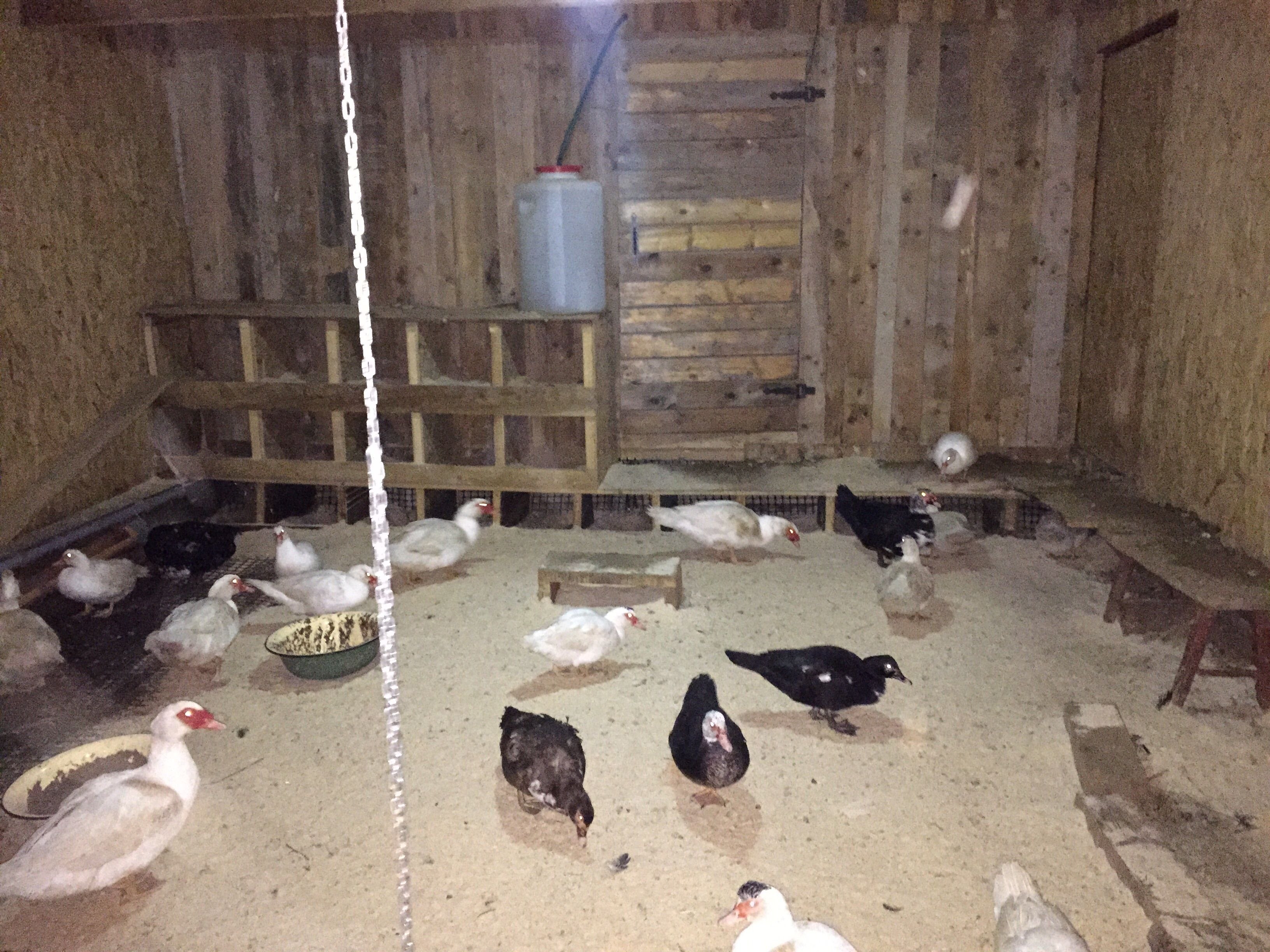Спрятал птиц в гараже и съел: у жительницы Ярославской области сосед украл домашних уток
