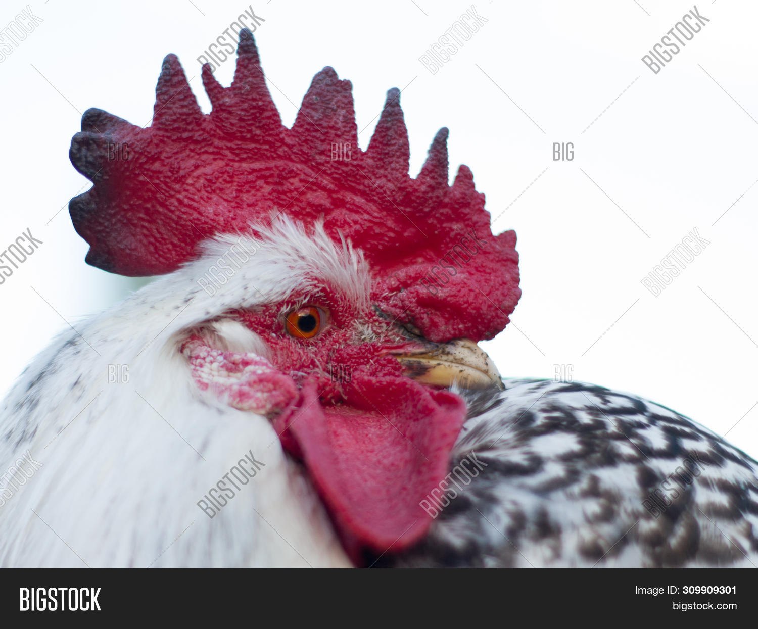 Гетерозиготную курицу с гребнем и голыми. Гребешок курицы. Гребешок петуха. Почернение гребня у кур.
