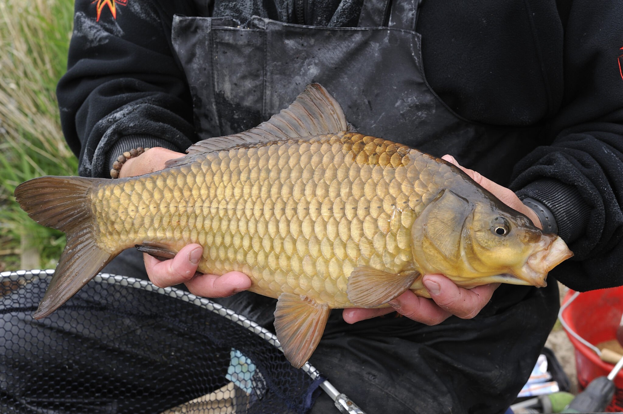 Сазан (Cyprinus Carpio). Карась Буффало. Карп Cyprinus Carpio 10. Карп (Cyprinus Carpio).