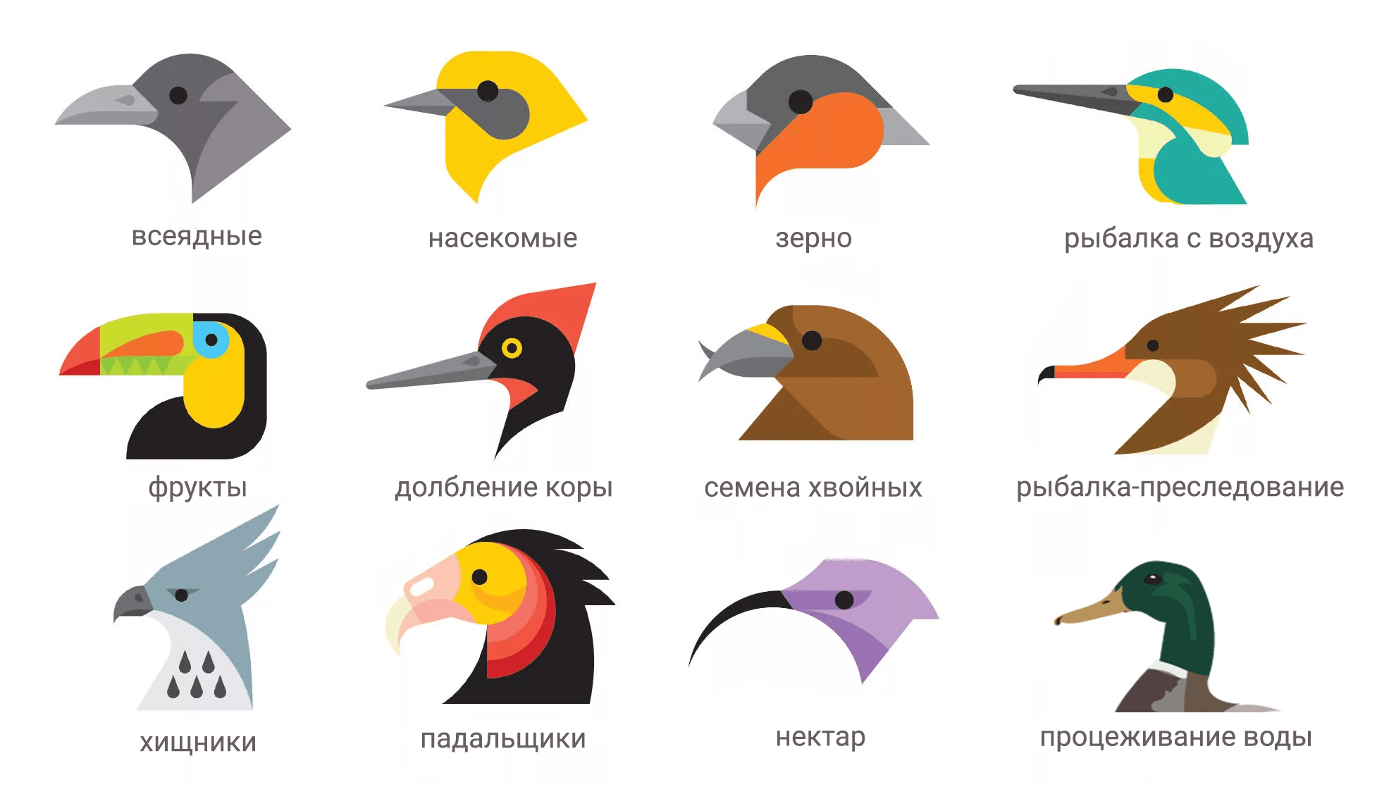 Типы клювов у птиц