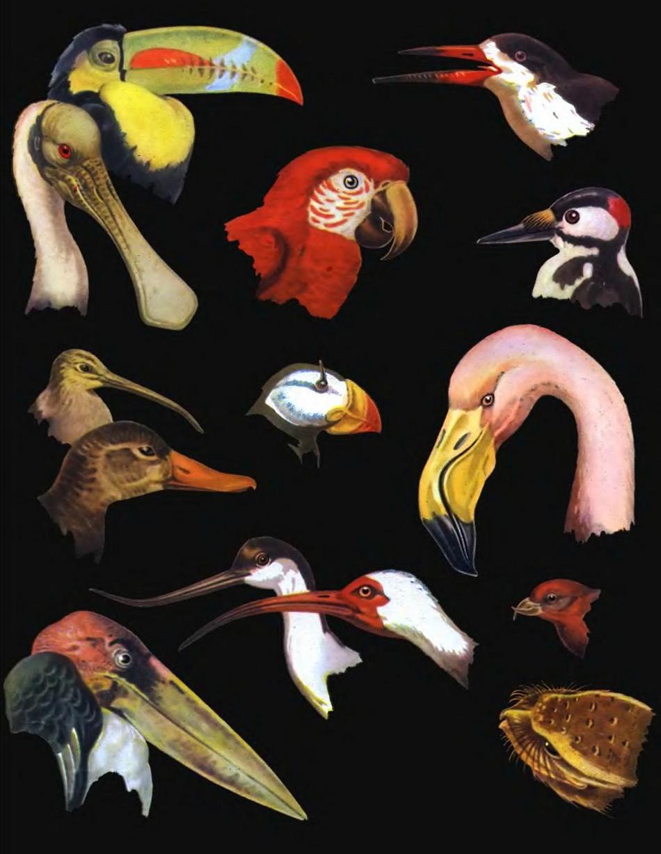 Клюв у птиц это. Разная форма клювов. Клювы птиц. Разнообразие клювов птиц. Формы клюва у птиц.