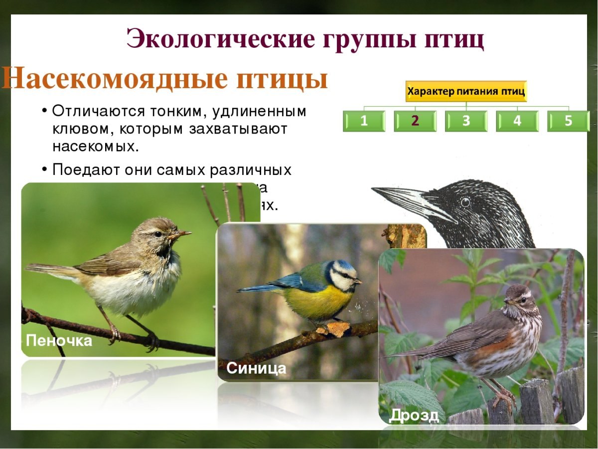 Роль растительноядных птиц в природных сообществах. Насекомоядные птицы. Насекомоядные птицы представители. Экологические группы птиц. Насекомоядные перелетные птицы.