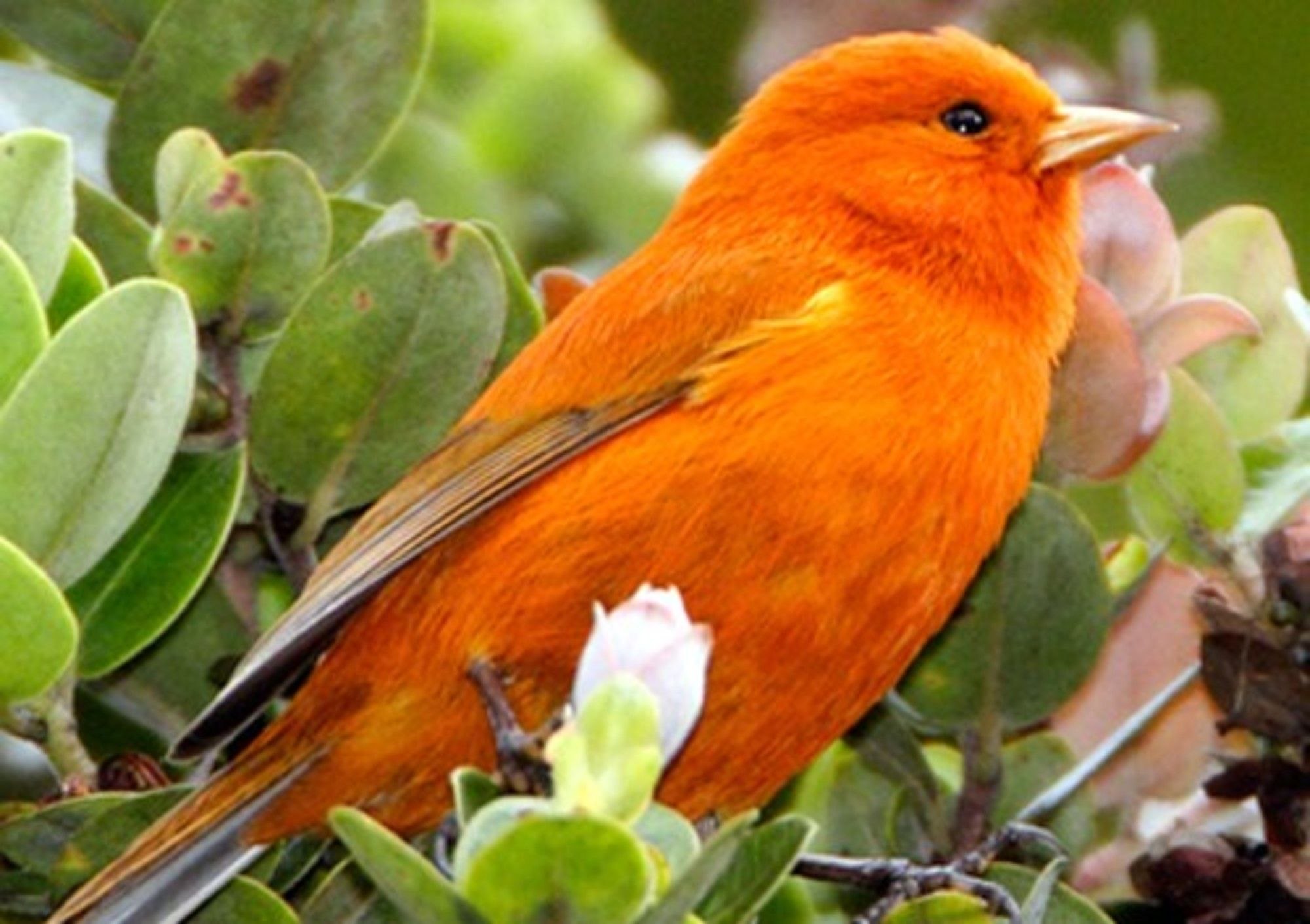 Маленькая рыжая птичка. Птичка кенар оранжевый. Танагра птица оранжевая. Огненный мухоед птица. Рыжая танагра.
