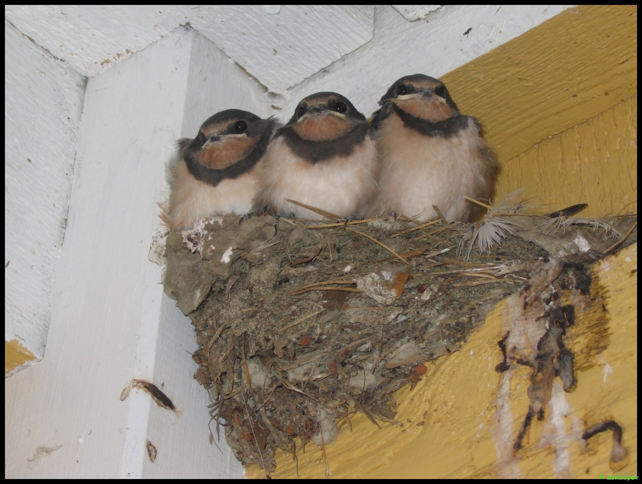 Гнезда птиц в домах. Ласточка касаточка гнездо. Гнездо ласточки. Гнездо ласточки под крышей. Гнездо ласточки на доме.