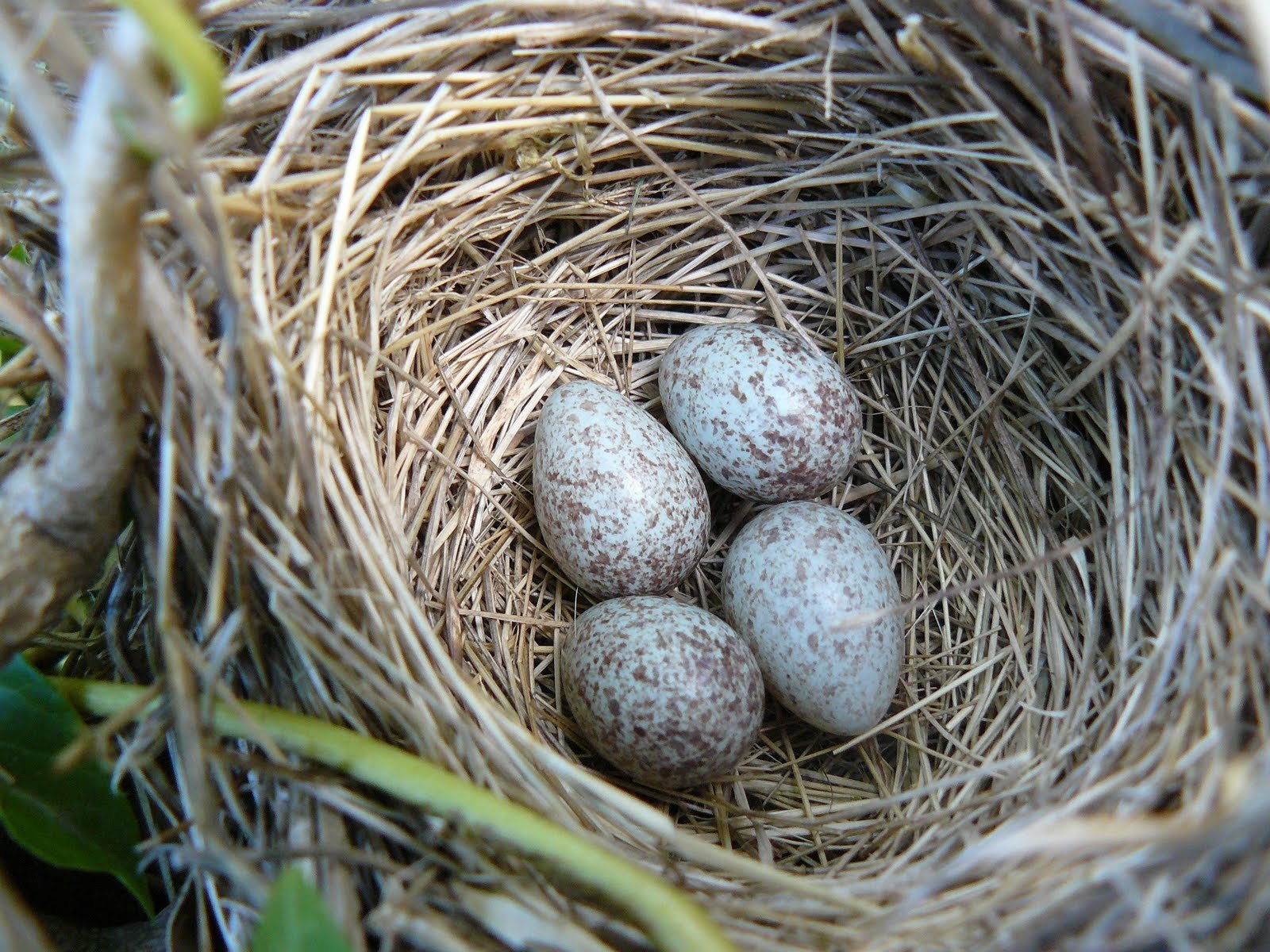 Какой гнезде в жизни. Гнездо воробья Воробьиное гнездо. Гнездо полевого воробья. Гнездо вьюрка. Яйца полевого воробья.