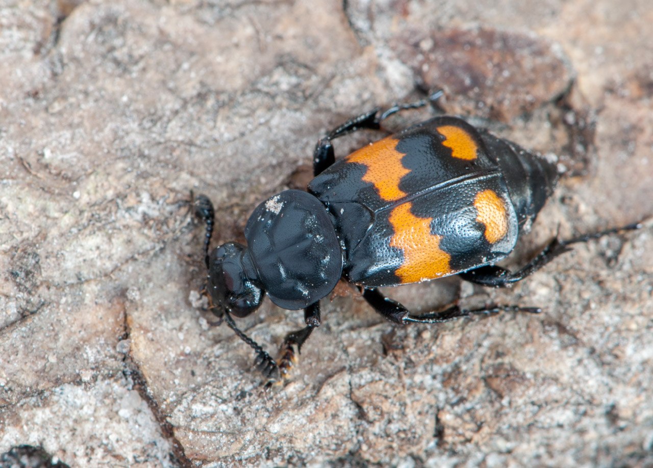 Жук данные. Жук Nicrophorus. Жук — могильщик, мертвоед. Жук могильщик насекомое. Жук могильщик чернобулавый.