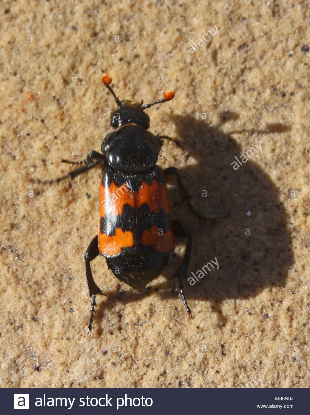 Могильщик. Жук Nicrophorus Germanicus. Жук могильщик обыкновенный. Погребальный могильщик (Nicrophorus vespillo). Американский Жук могильщик.