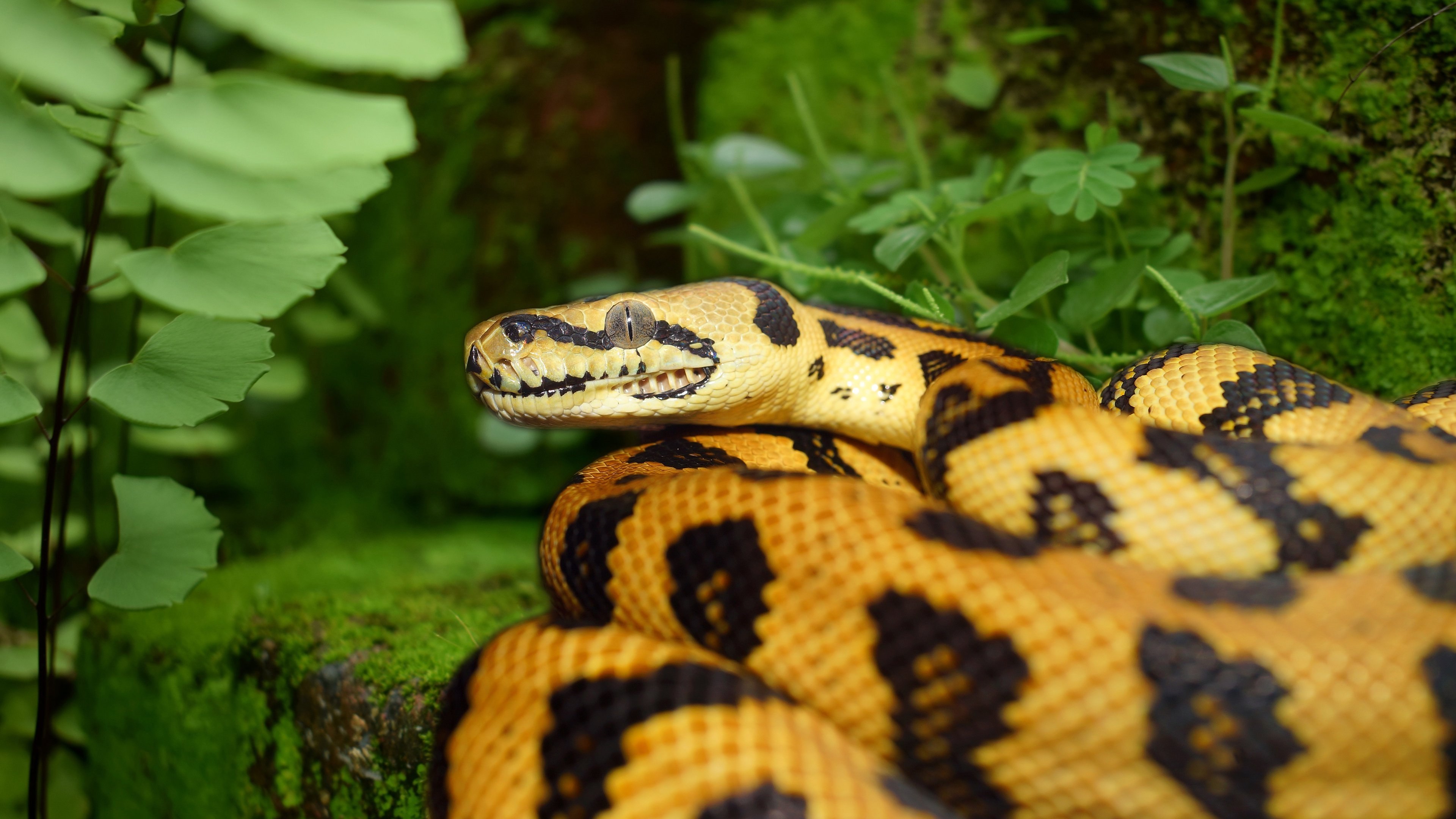 Сетчатая змея (68 фото)