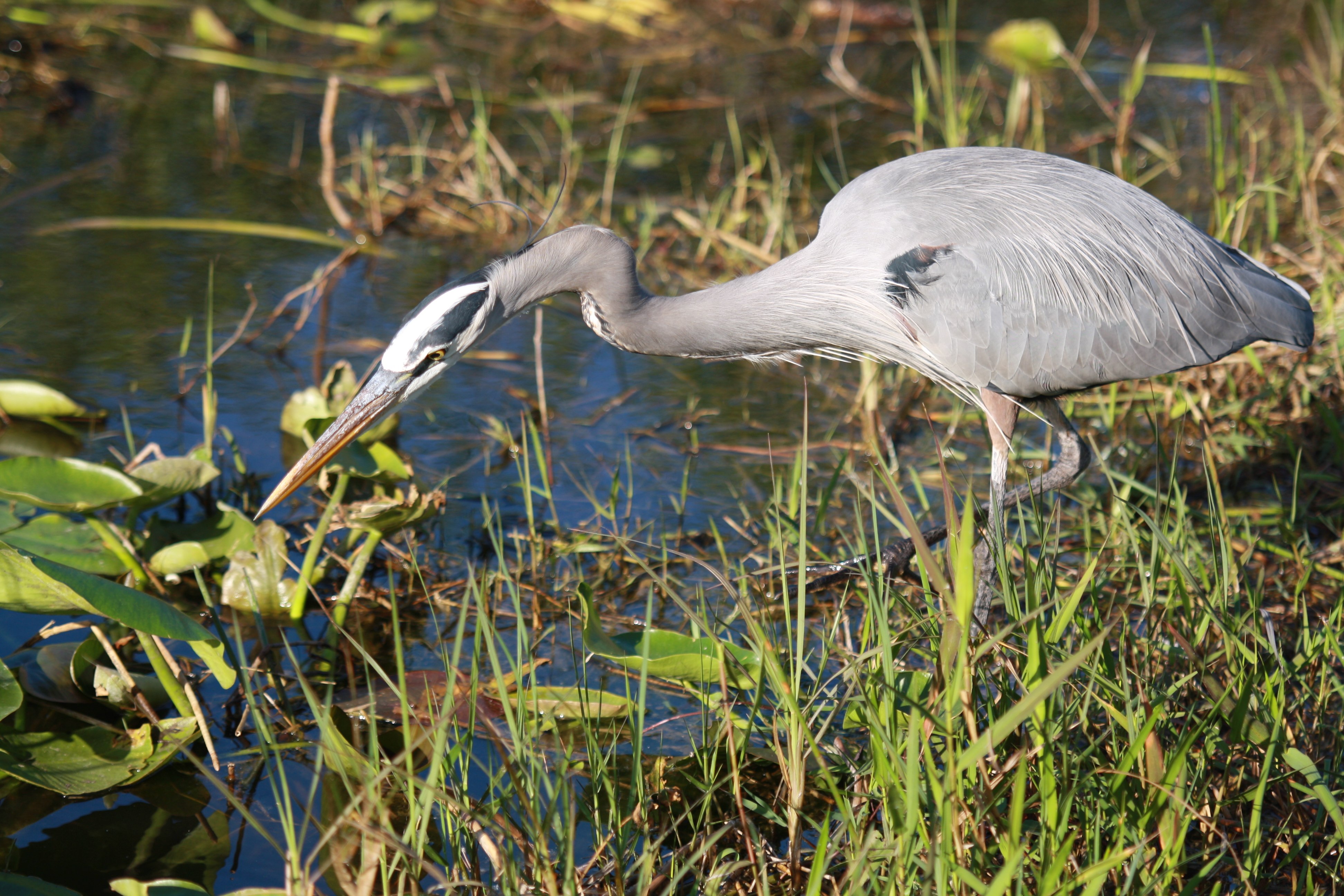 Чем питаются болотные. Серая цапля. Цапля Болотная. Great Blue Heron птица. Водно болотные птицы.