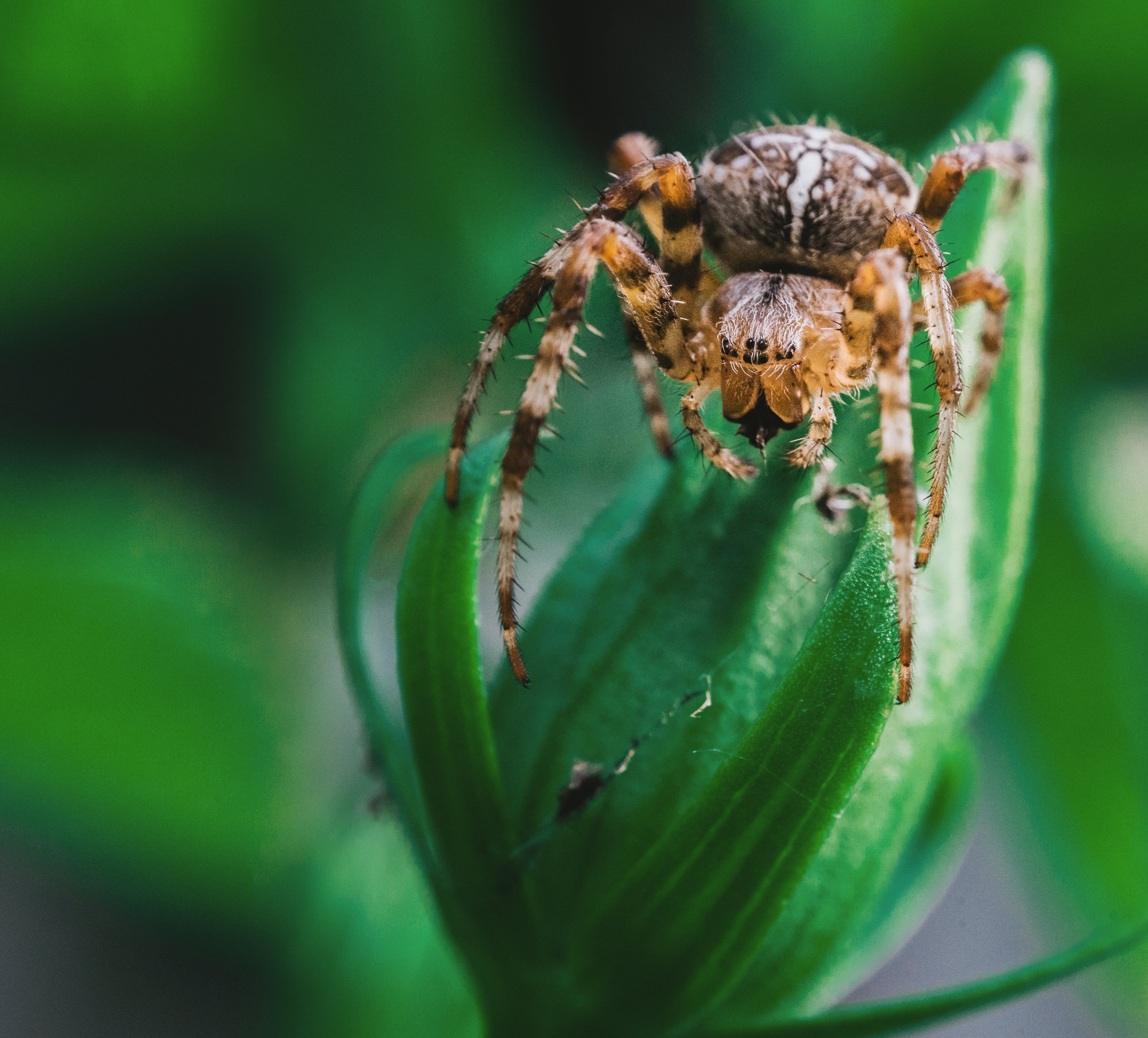 Паук это беспозвоночное животное. Крестовик обыкновенный. Арахнида паук зеленый. Паук крестовик. Виноградный паук зеленый.