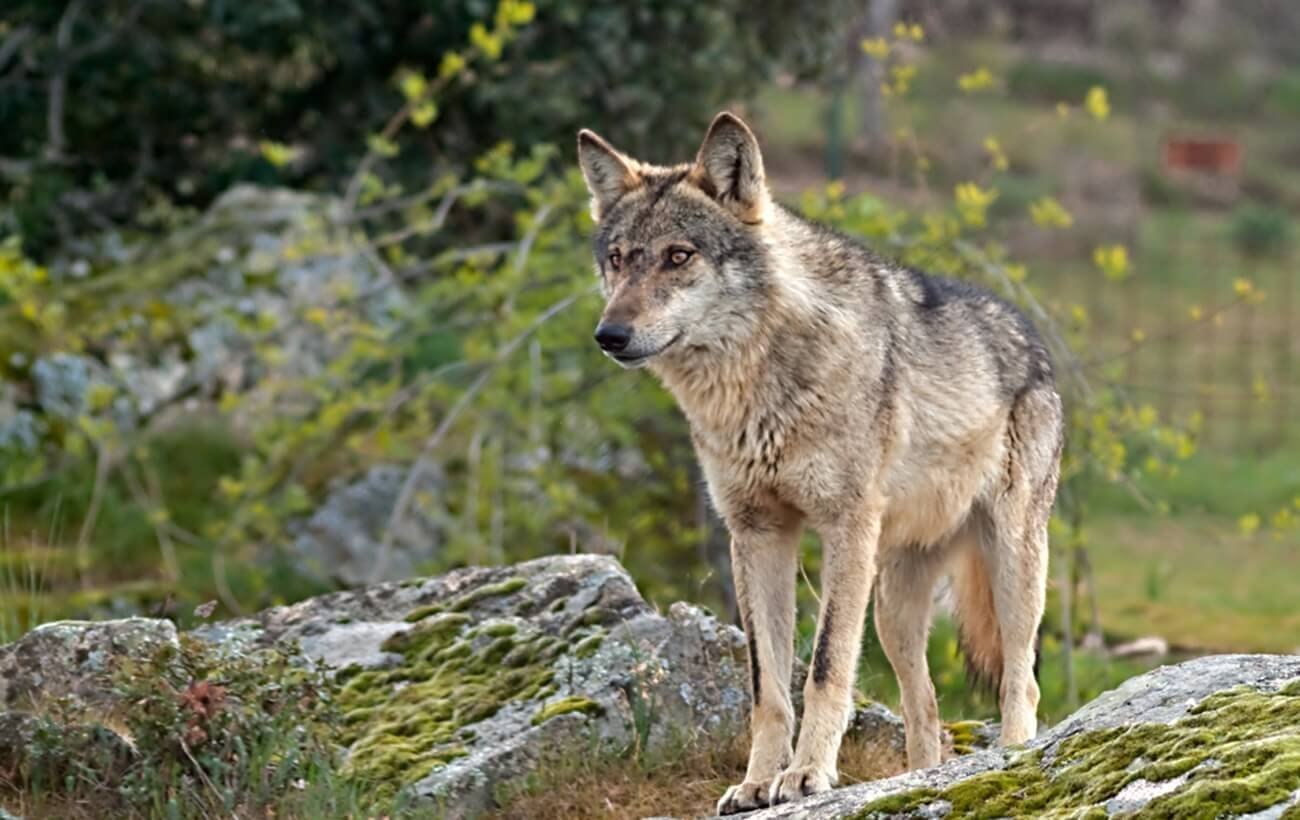 Иберийский волк