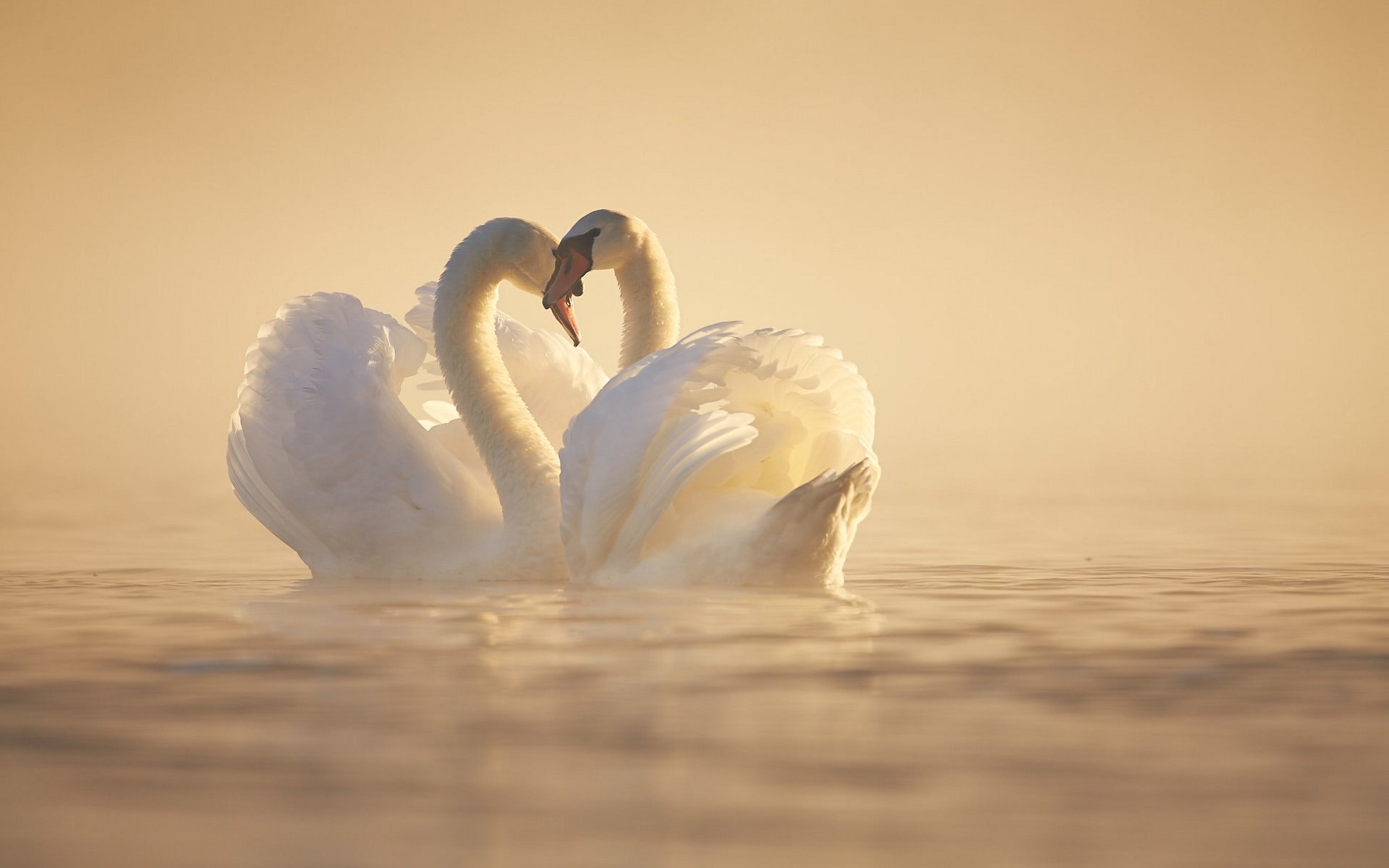 Счастье и верность. Пара лебедей. Два лебедя. Любовь и лебеди. Влюбленные лебеди.