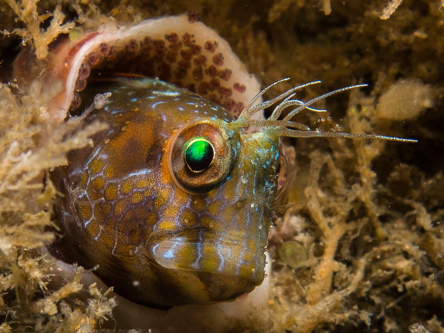 Морская собака. Parablennius marmoreus. Blenny. Рыба Blenny. Собачка Мармореус, m/Parablennius marmoreus.