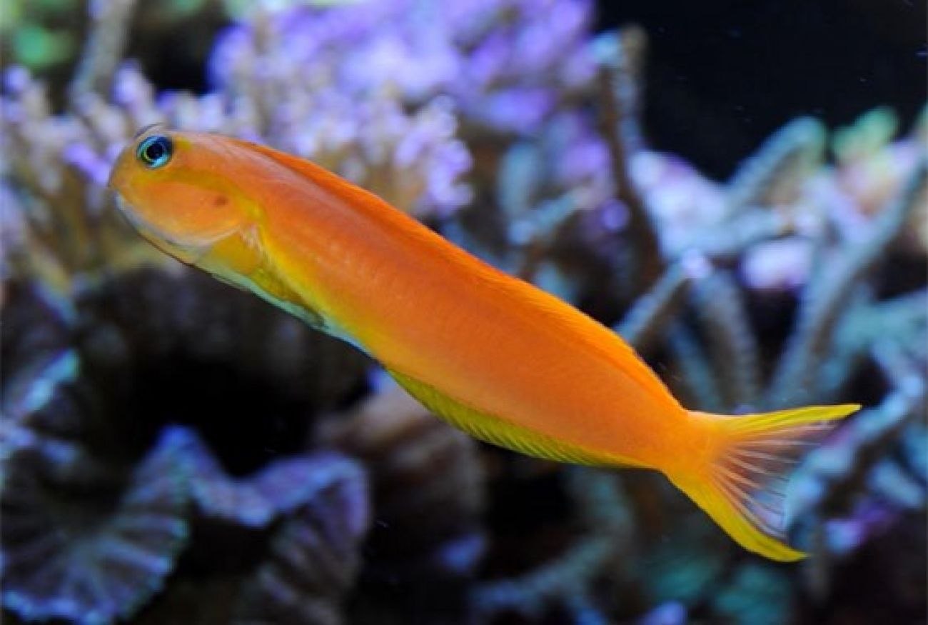 Оранжевая аквариумная рыбка. Ecsenius Midas. Собачка-эксен Мидас. Рыбы собачки эксен Мидас. Морская собачка Мидас.