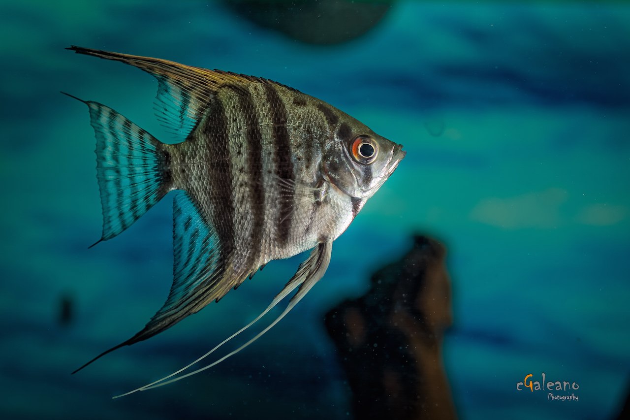 Рыбка скалярия. Скалярия аквариумная рыбка. Скалярия обыкновенная Pterophyllum scalare. Скалярия аквариумная рыбка Зебра. Скалярия тигровая.