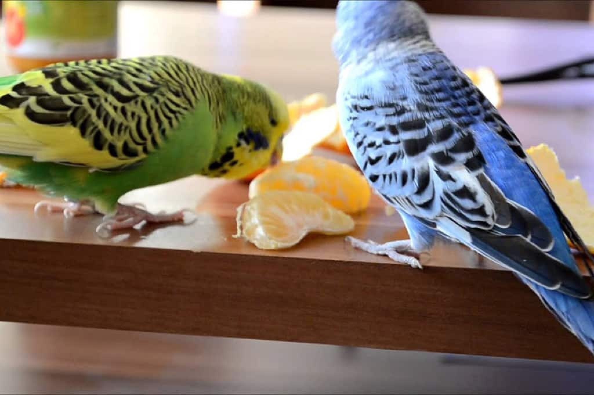 Попугай ест фрукты. Персиковый волнистый попугай. Рацион волнистого попугая. Что едят волнистые попугаи. Еда для попугаев волнистых.
