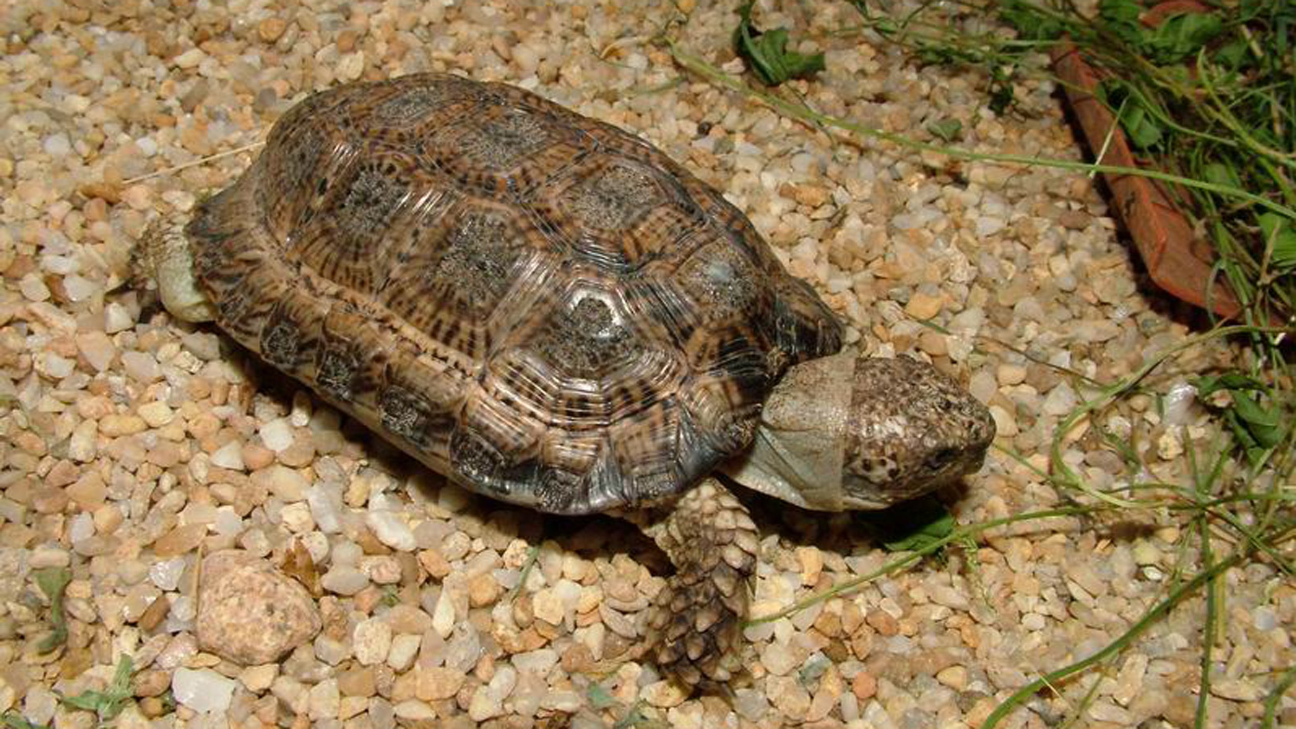 Черепаха рост. Капская крапчатая черепаха. Капская крапчатая плоская черепаха. Homopus signatus (черепаха). Chersobius signatus.