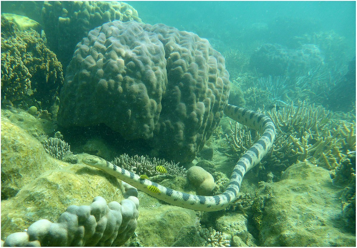 Синегубая морская змея