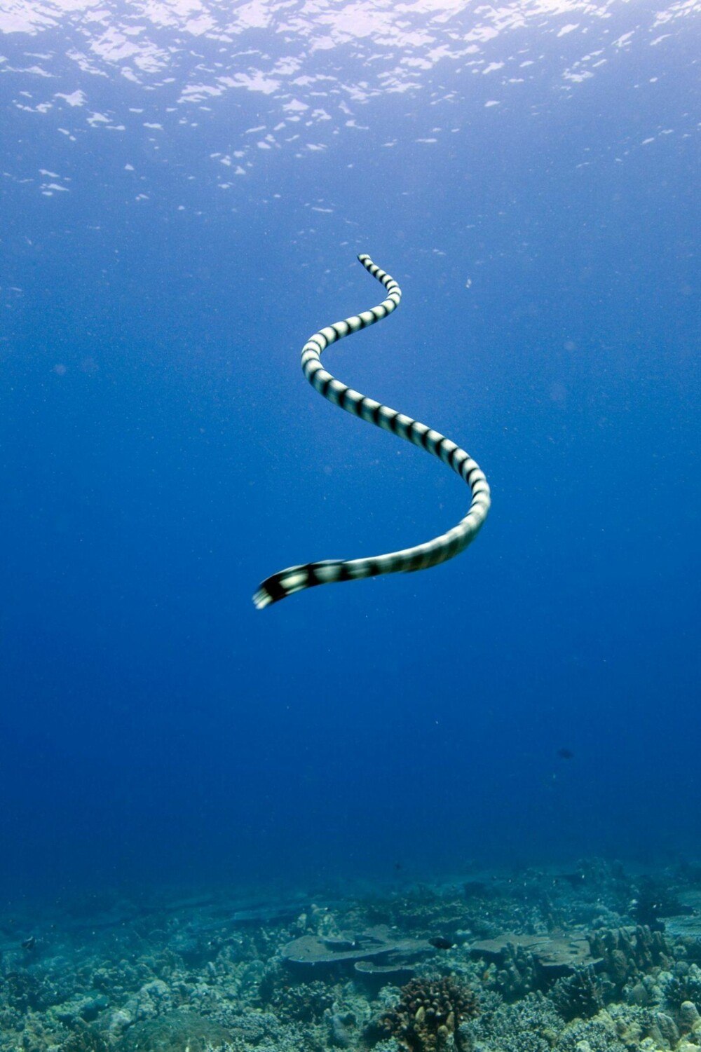 Морская змея Дубай
