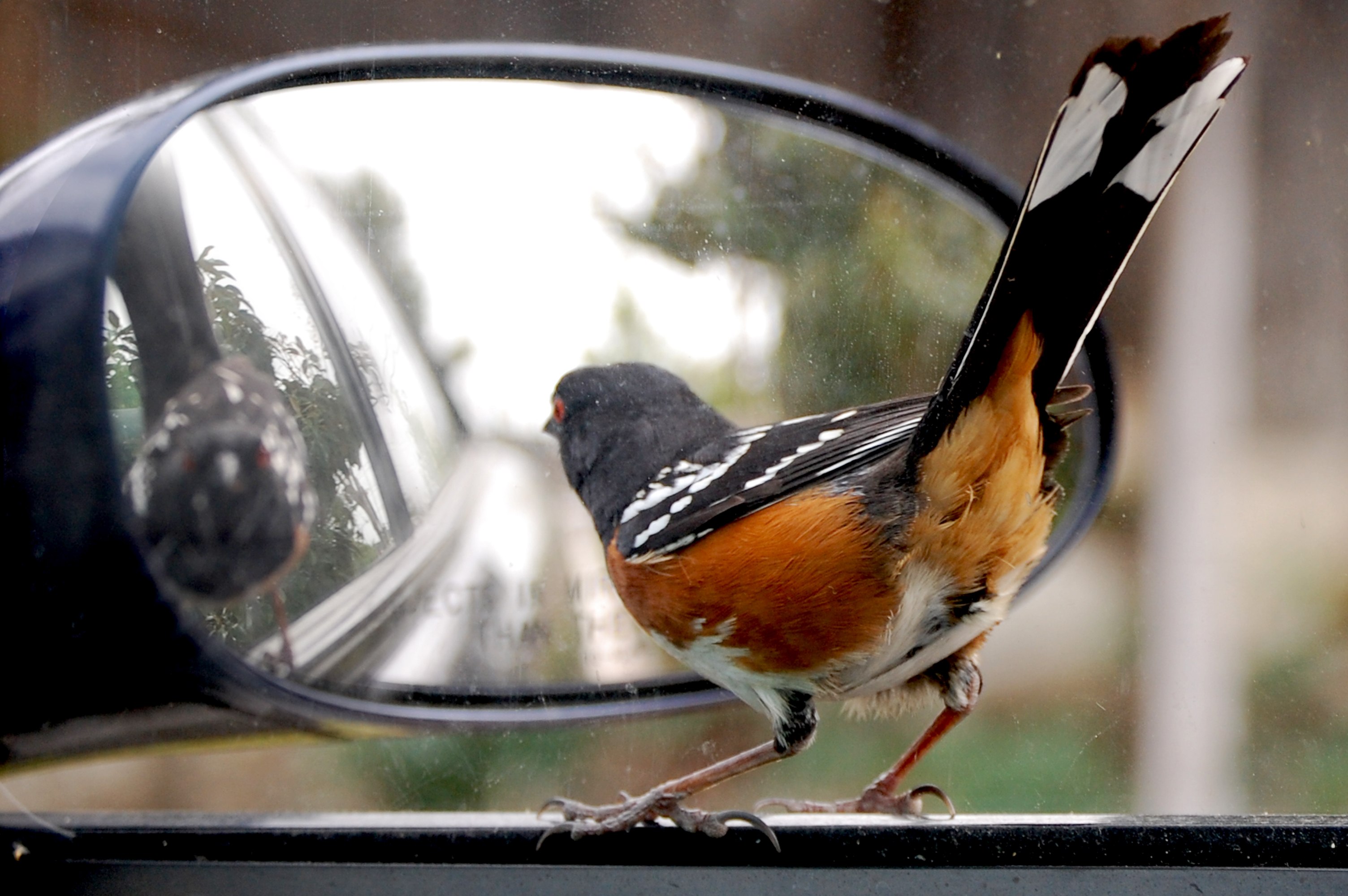Машина bird. Зеркало с птицами. Птицы на автомобиле. Птичка на зеркале машины. Птички и автомобиль.