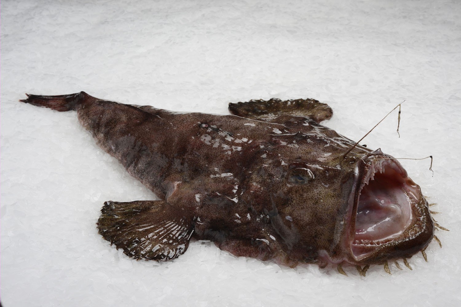 Морской черт рыба. Lophius brachysomus. Морской черт малек. Морской черт Черноморский.