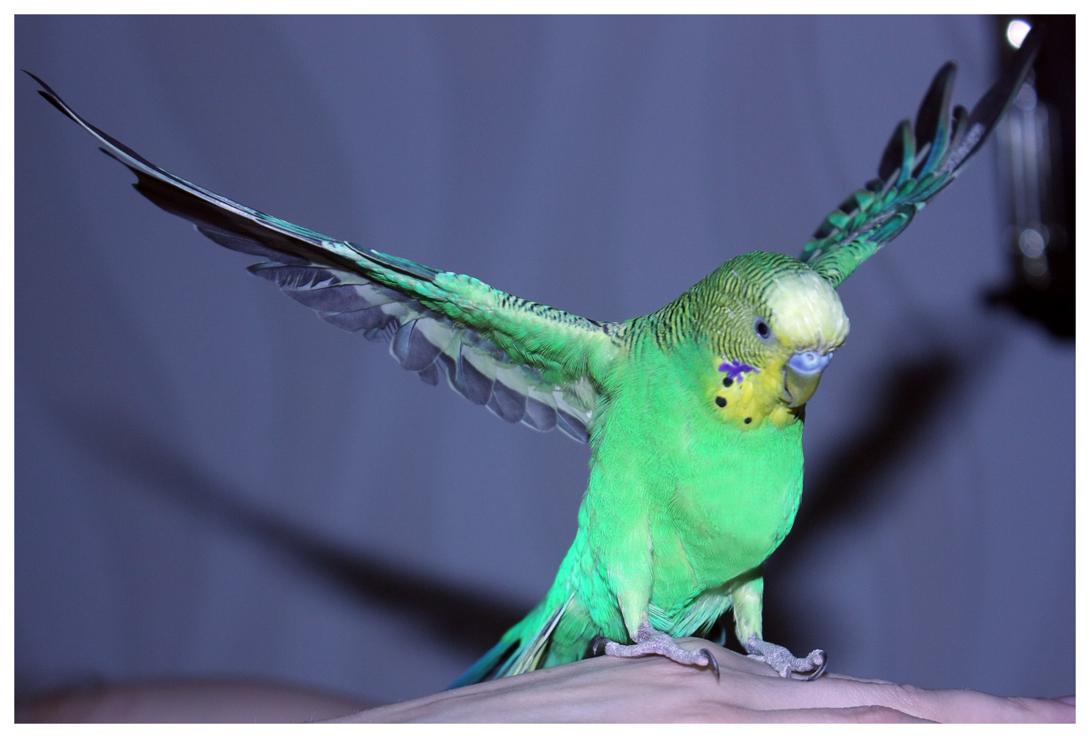 Волнистый попугай машет крыльями. Попугаи волнистые попугайчики. Волнистый попугайчик зеленый. Желтоголовый волнистый попугай. Волнистый попугайчик зеленый самец.