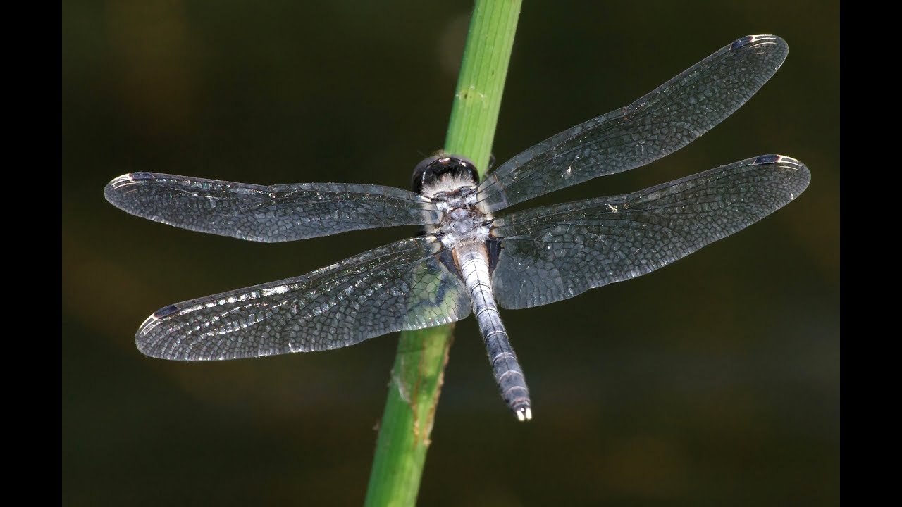 Бела стрекоза. Стрекоза белолобая. Leucorrhinia albifrons. Leucorrhinia circassica. Стрекоза белолобая (l.albifrons).