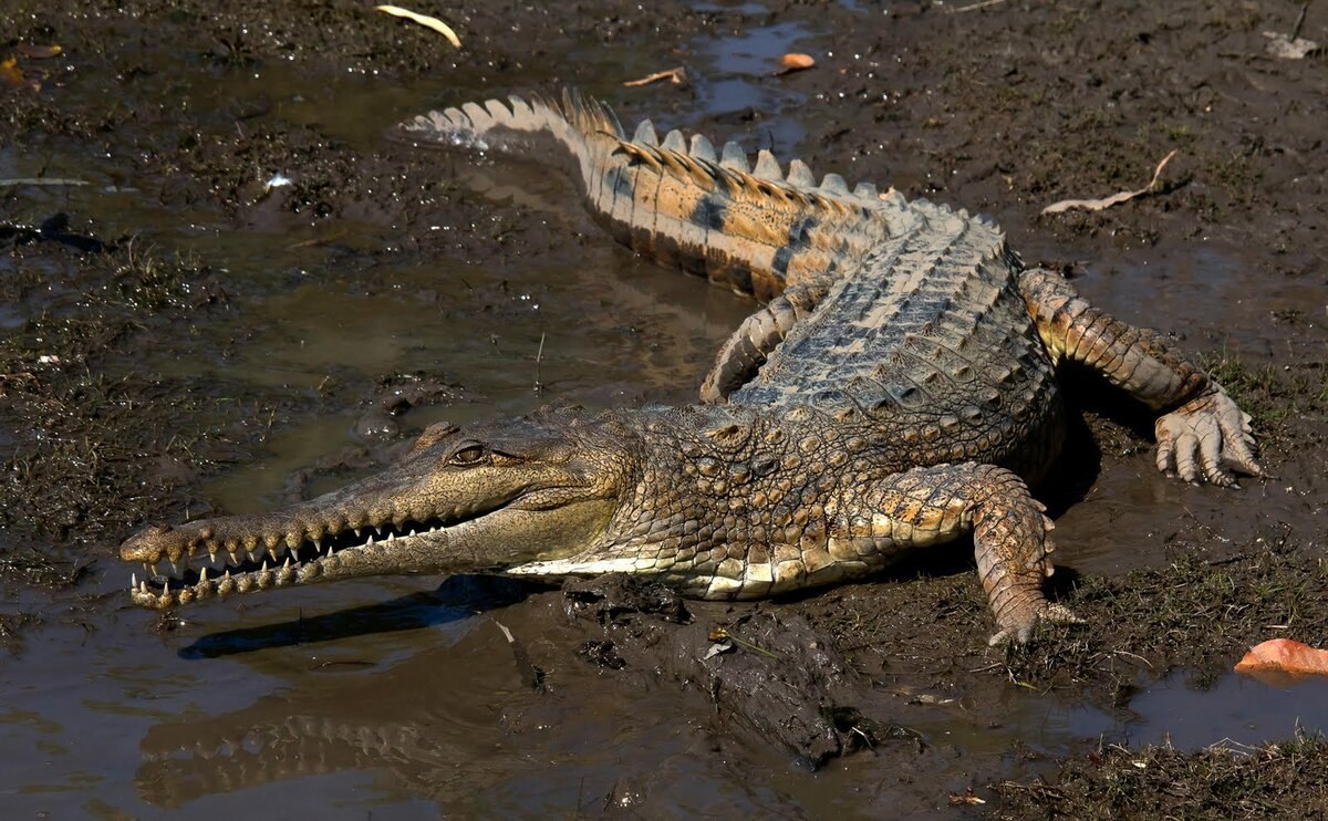 Пресноводный крокодил - картинки и фото poknok.art